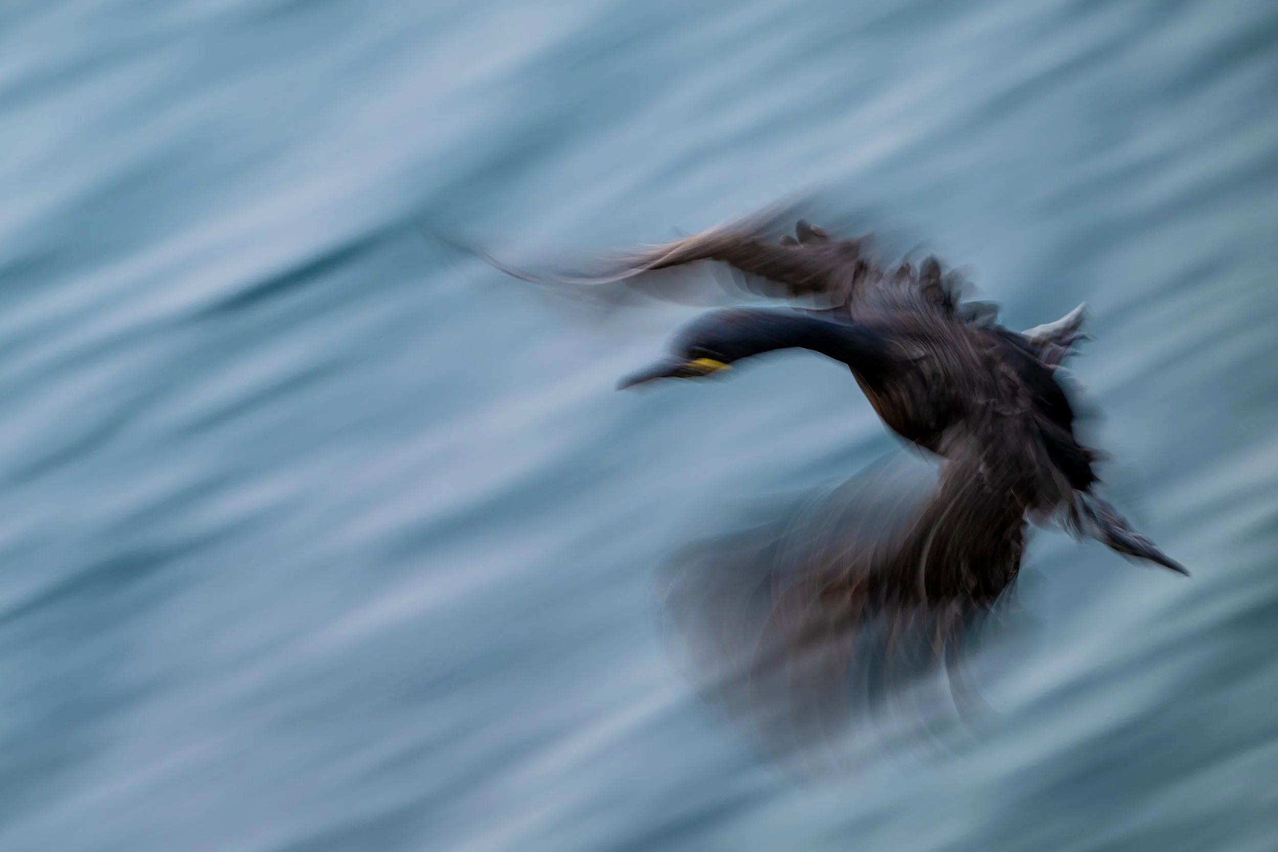 A black bird, likely a cormorant, flying over water with motion blur indicating swift movement.