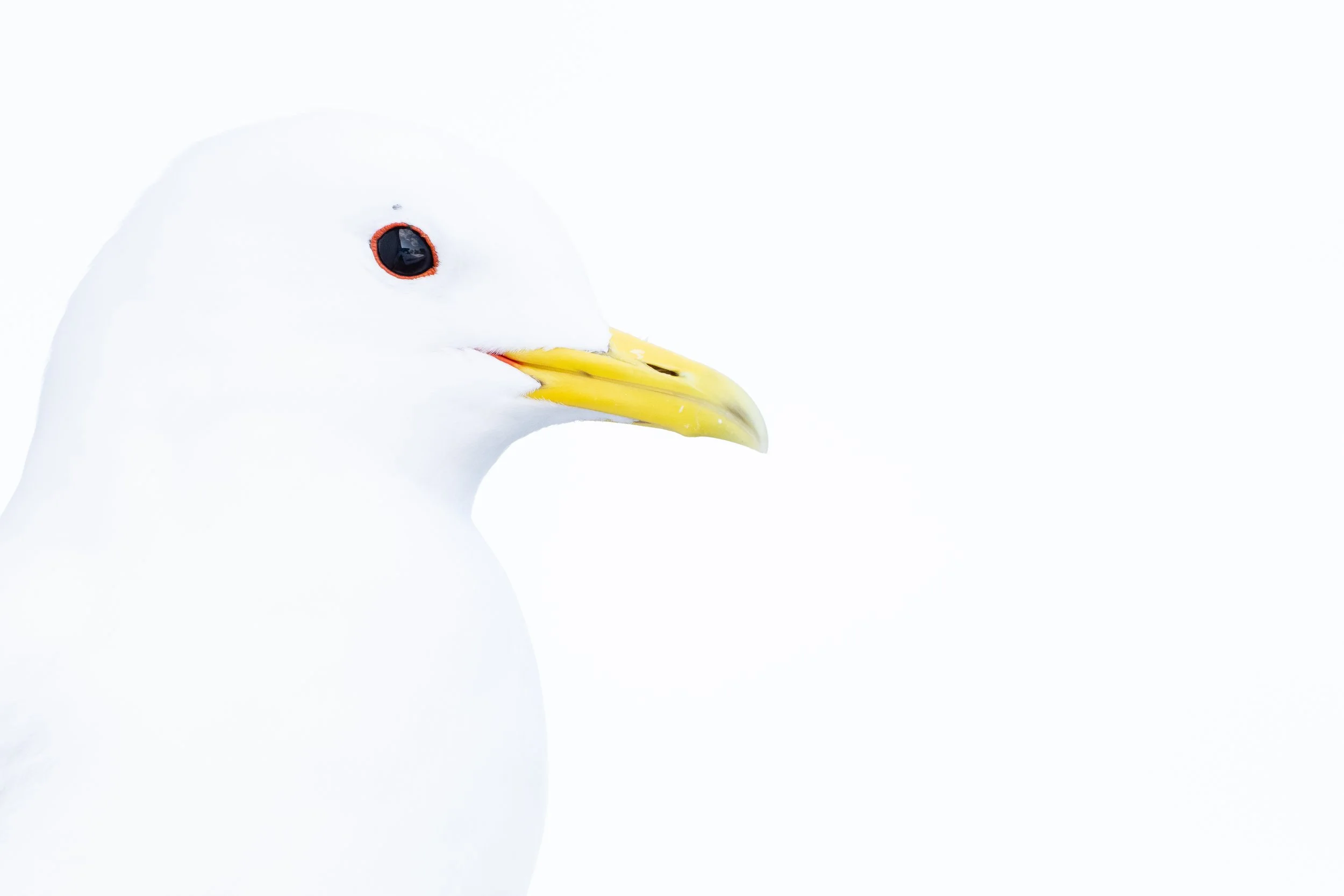 Black-legged kittiwake