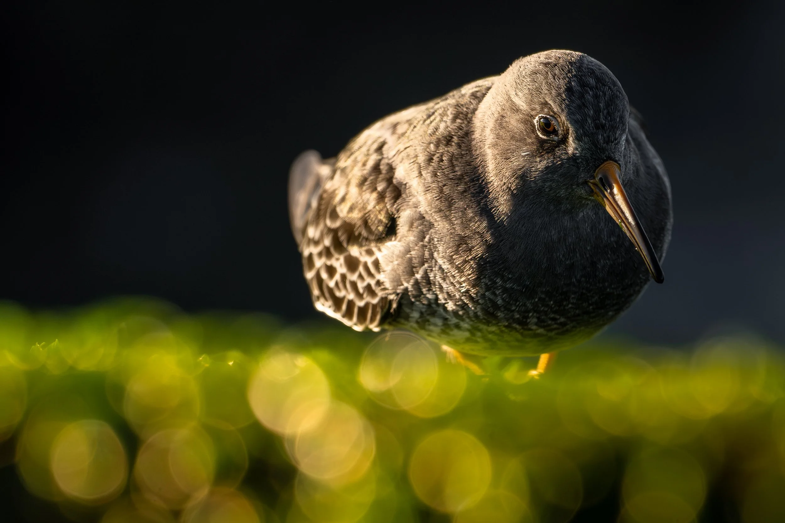 Purple sandpiper