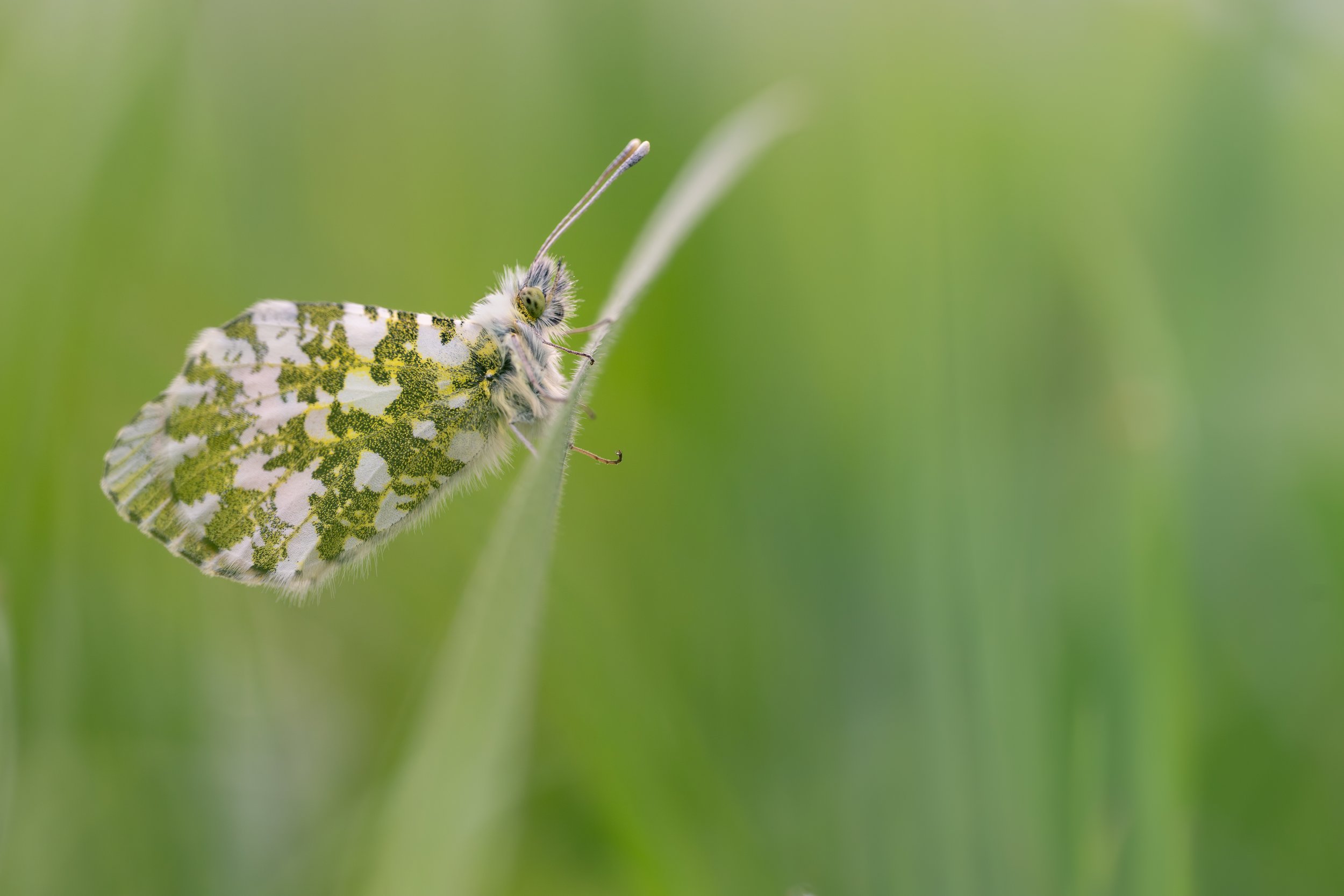 A close-up of a butterfly resting on a green blade of grass, with a blurred green background.