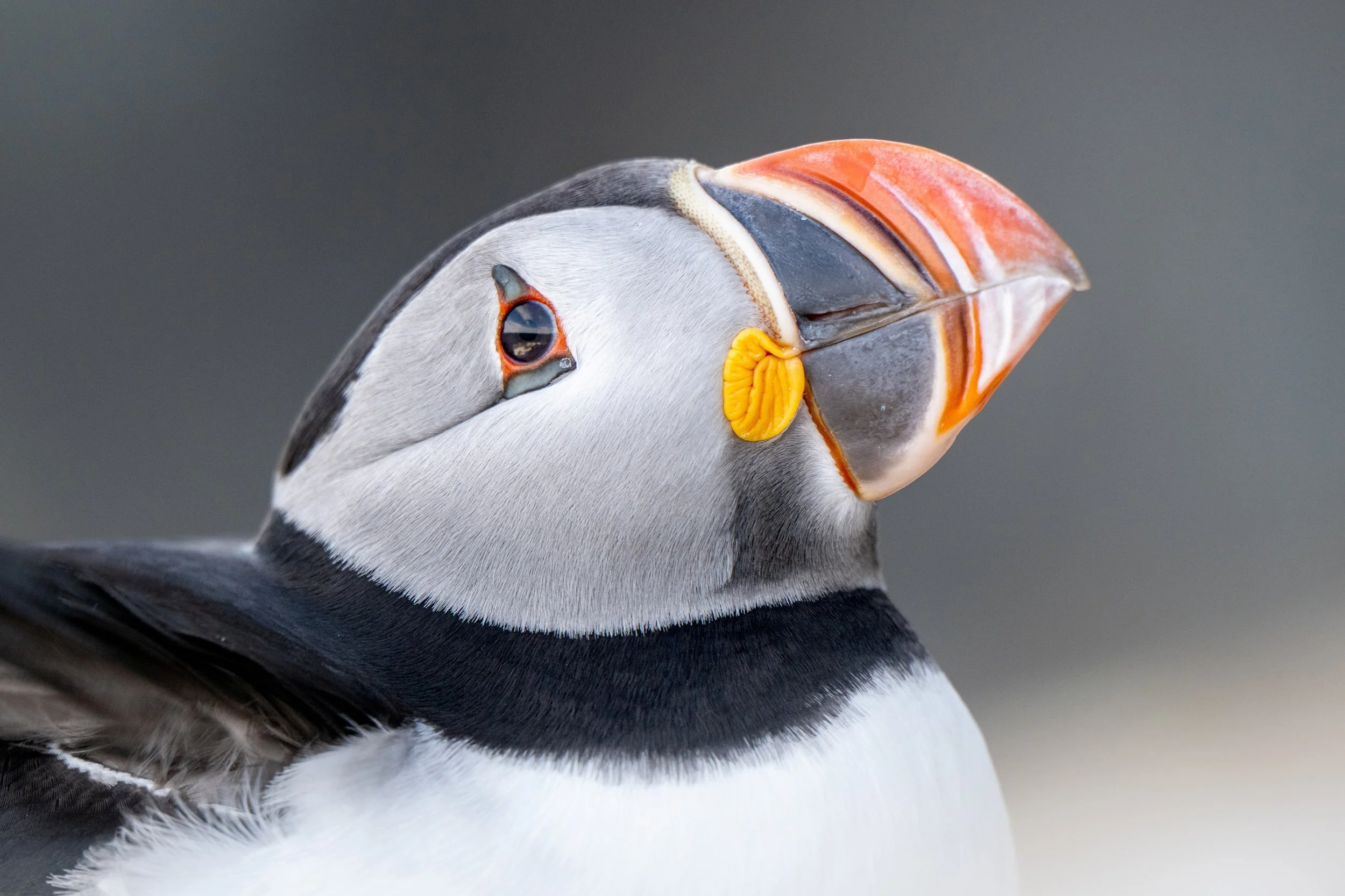 Atlantic puffin
