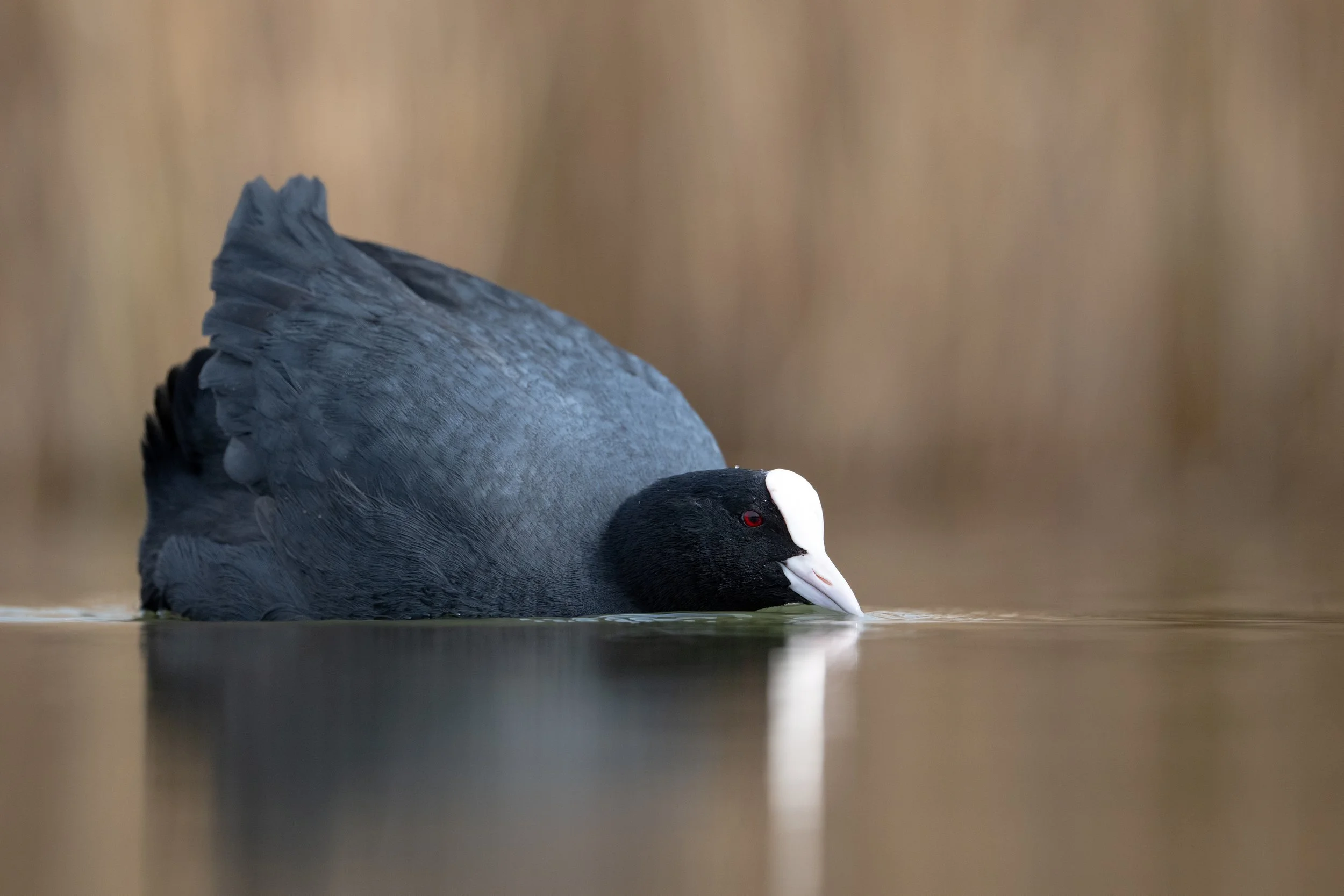 Eurasian coot