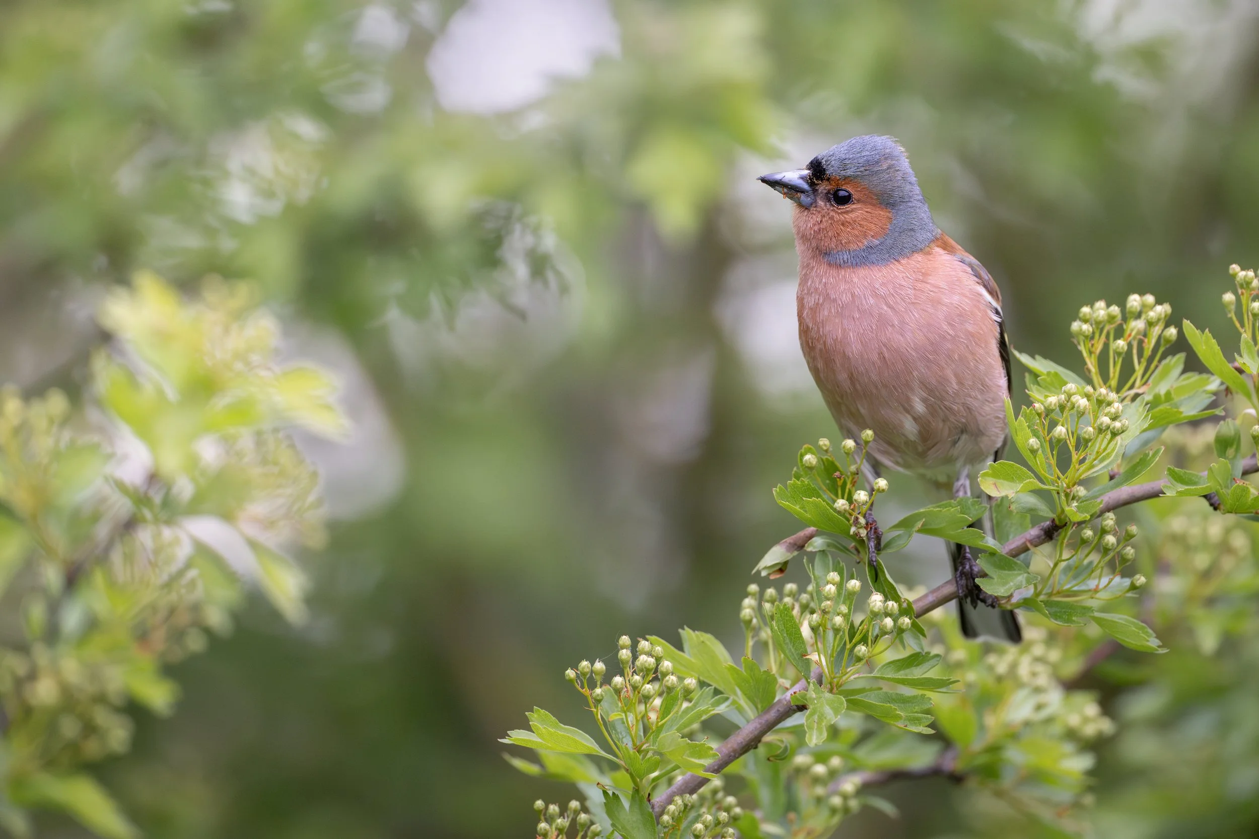 A small bird, likely a finch, perched on a leafy branch surrounded by green foliage and budding flowers in a natural outdoor setting.