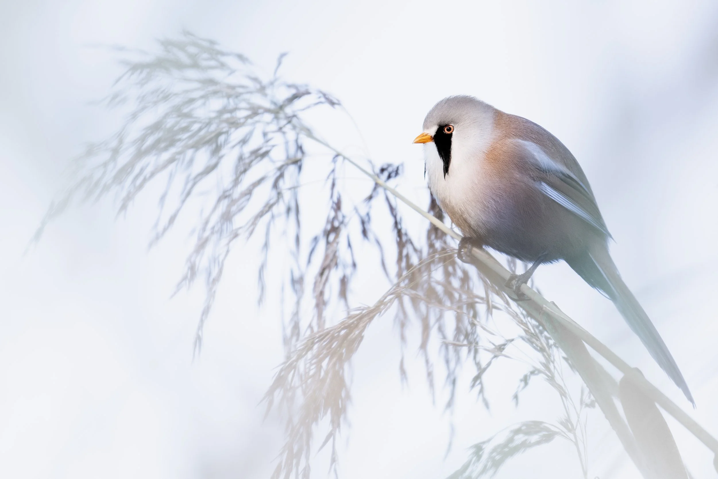 Bearded reedling