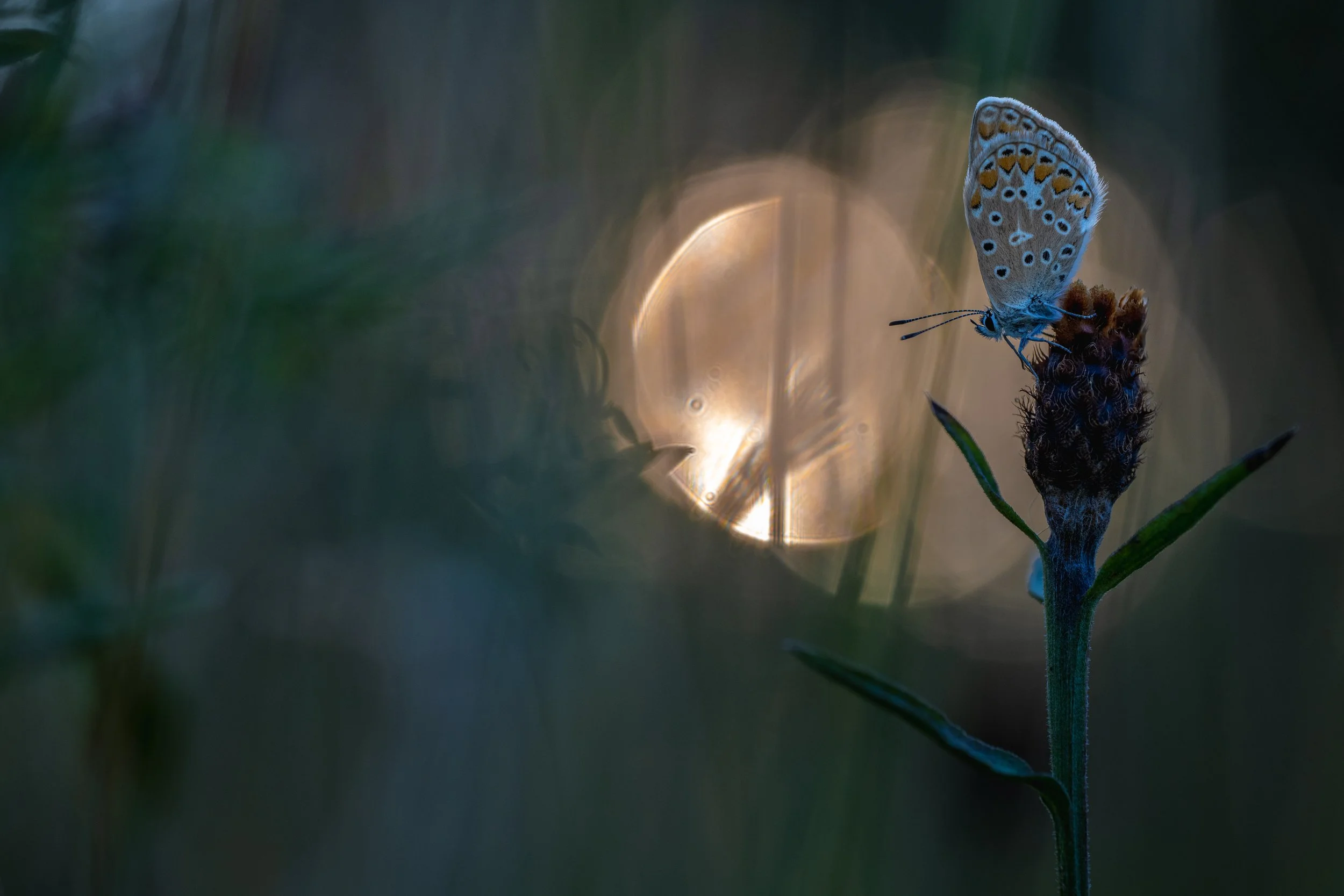 CommonBlue8.jpg