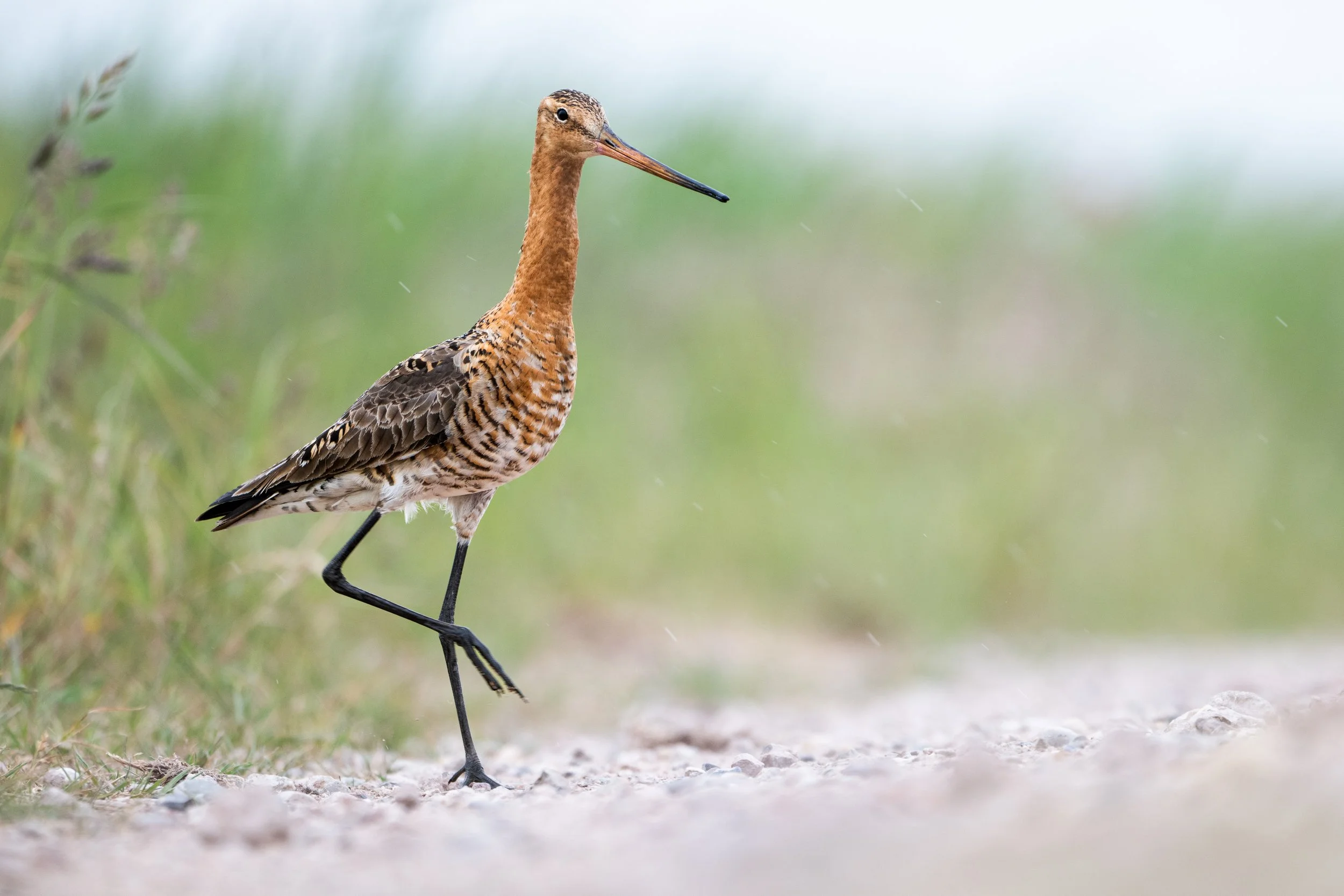 Black-tailed godwit