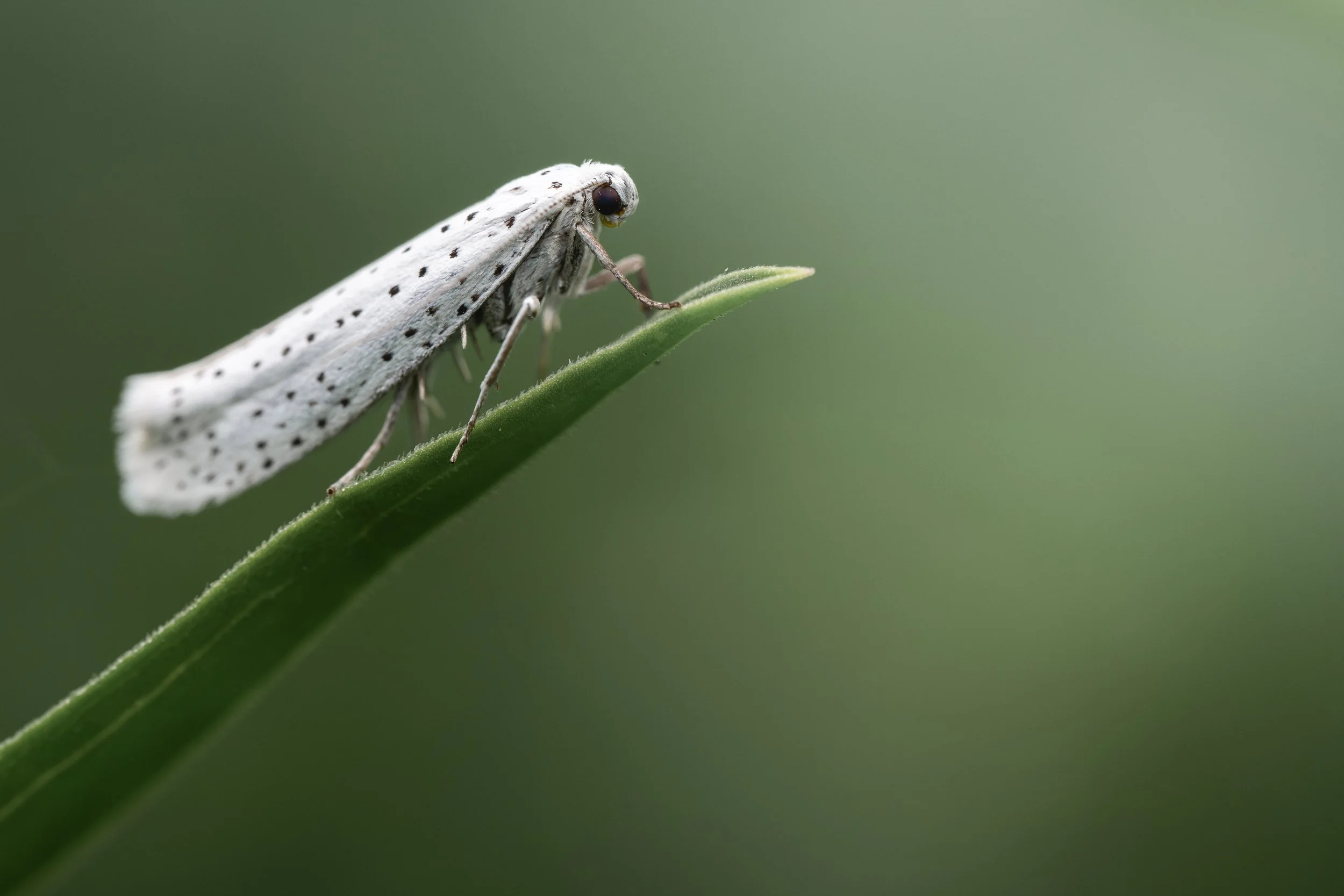 Bird cherry ermine | NL