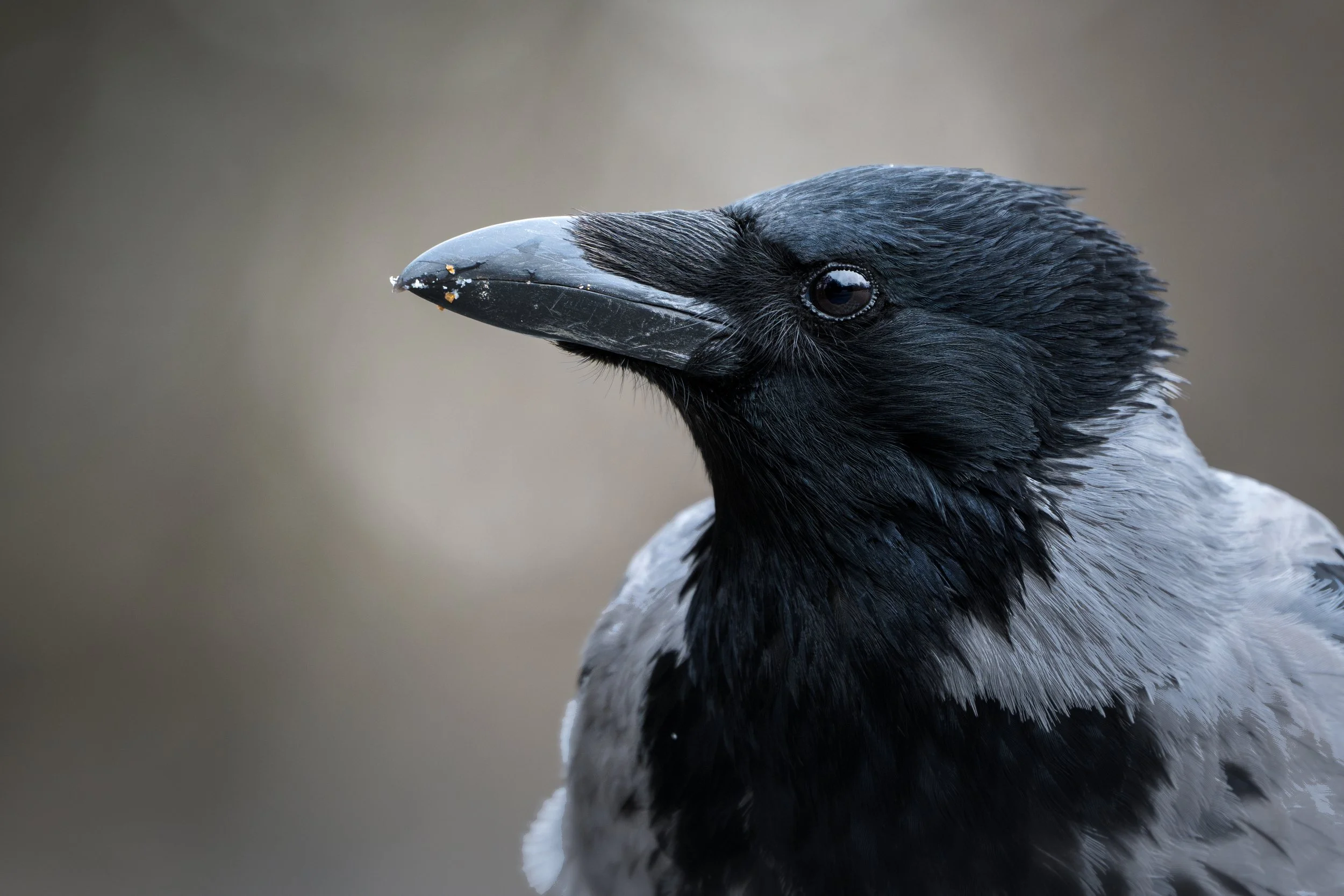 Hooded crow