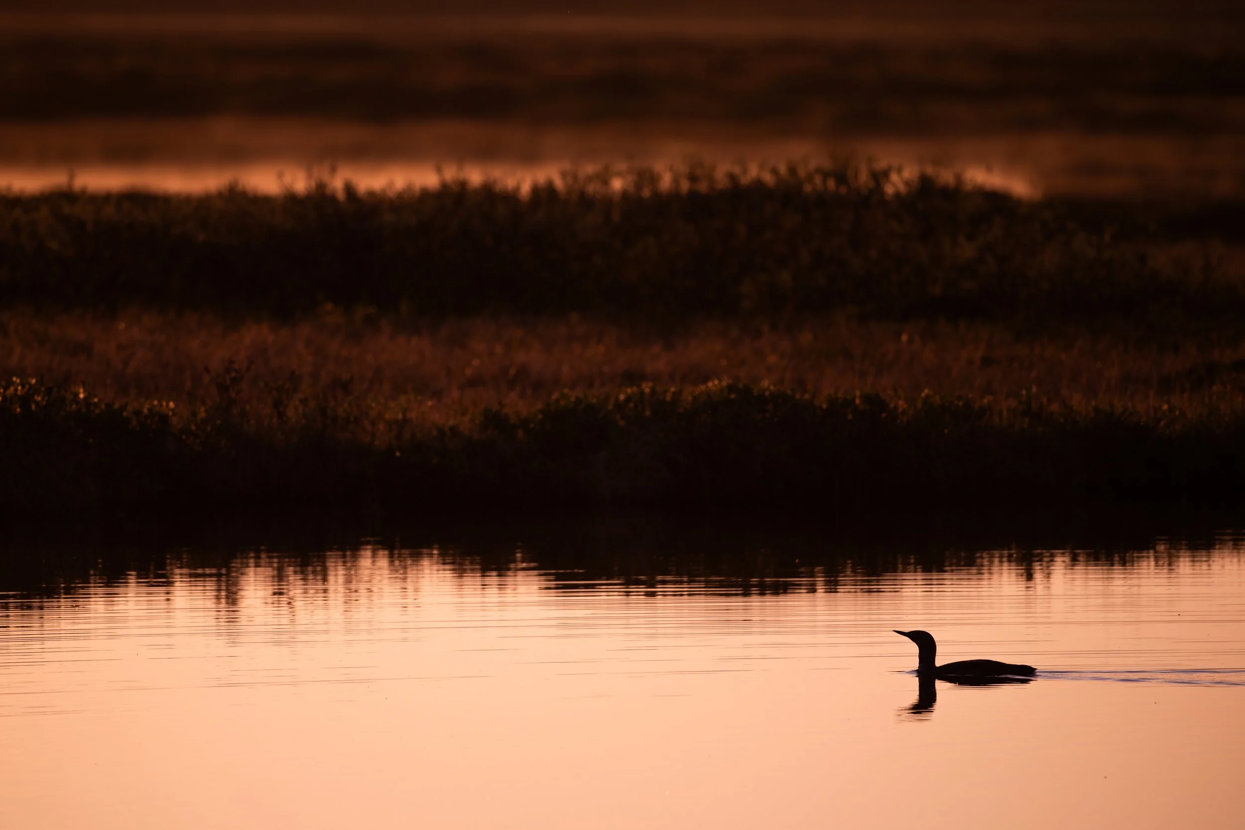 A duck swimming on a calm lake at sunset, with the silhouette of the duck visible in the water and the background featuring wooded hills and a colorful, cloudy sky.