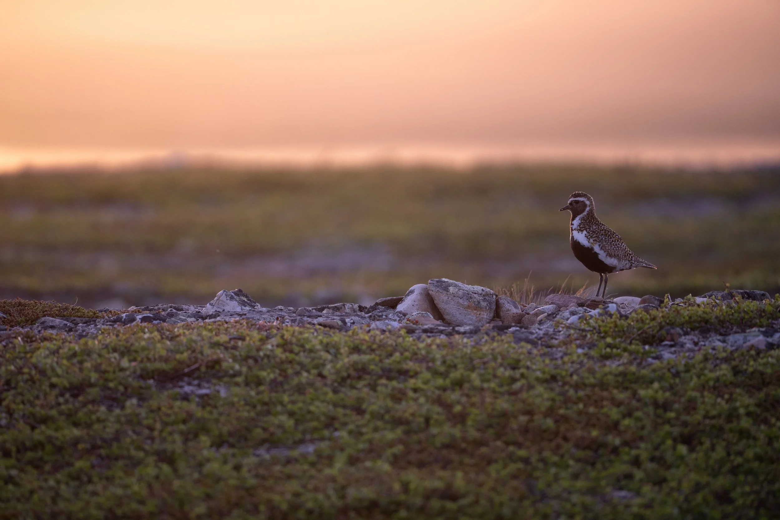 A bird standing on rocks and mossy ground near a body of water during sunset or sunrise with a pink and purple sky.