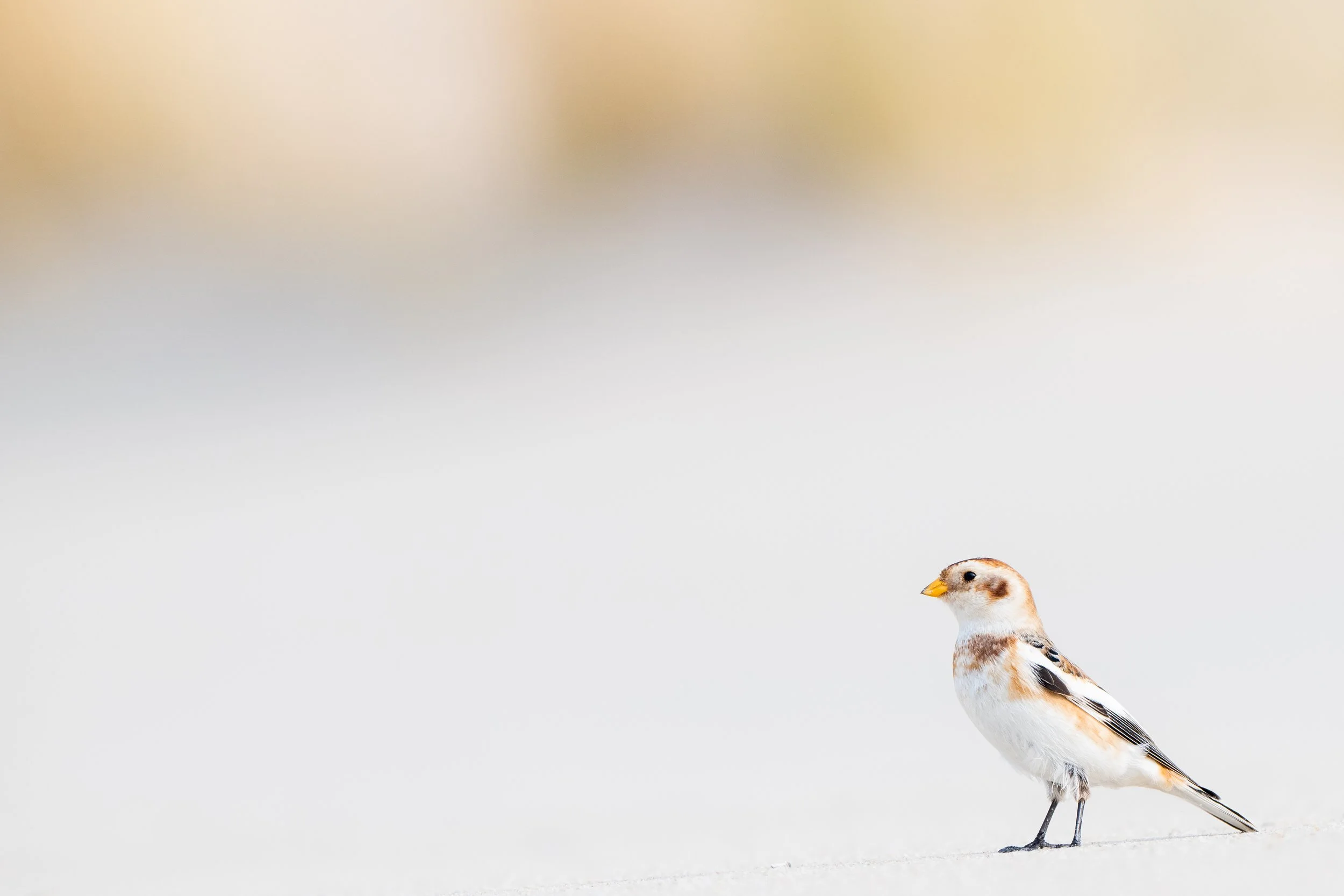 Snow bunting