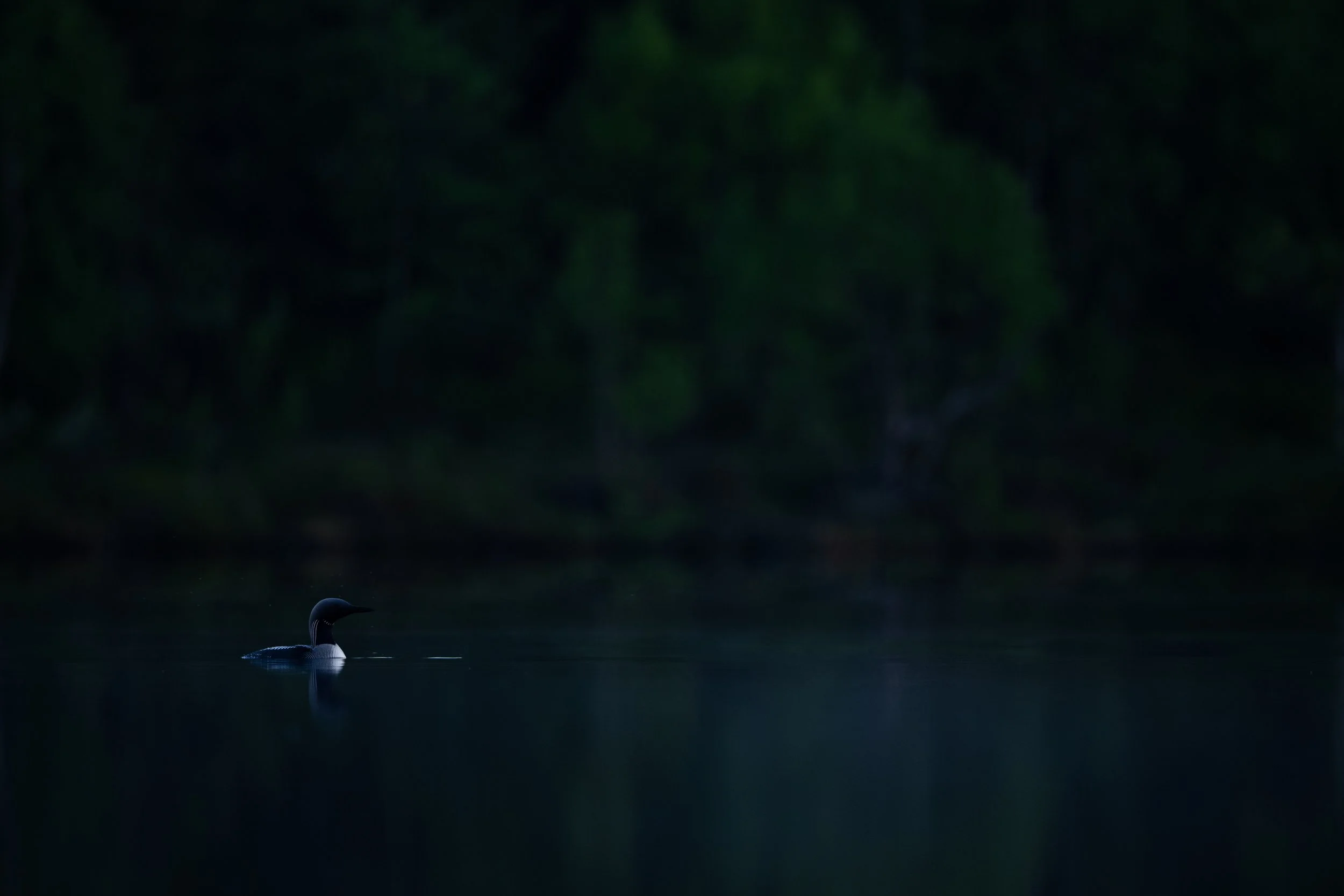 A loon swimming in a dark lake at dusk or dawn, with a dense, green forest in the background.