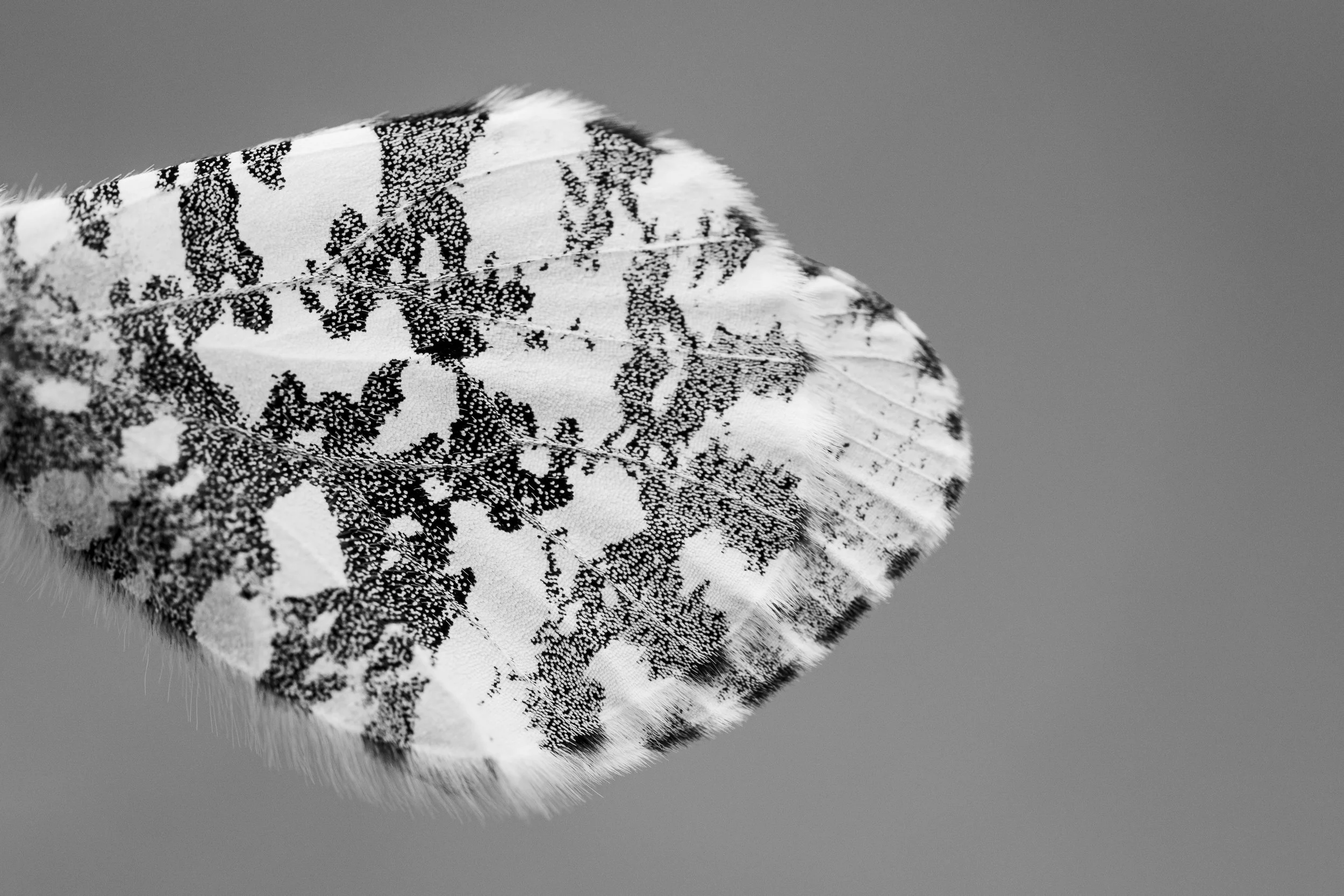Orange tip | NL
