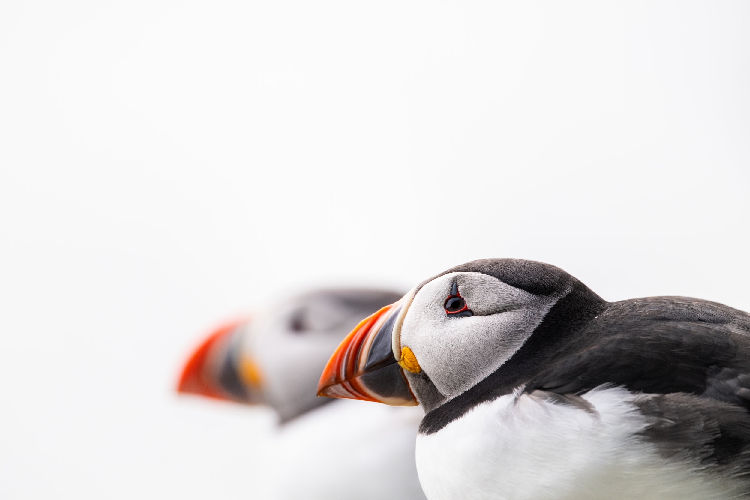 Close-up of a group of puffin birds resting, with focus on the puffin in the foreground showing its colorful beak and facial features, against a plain white background.