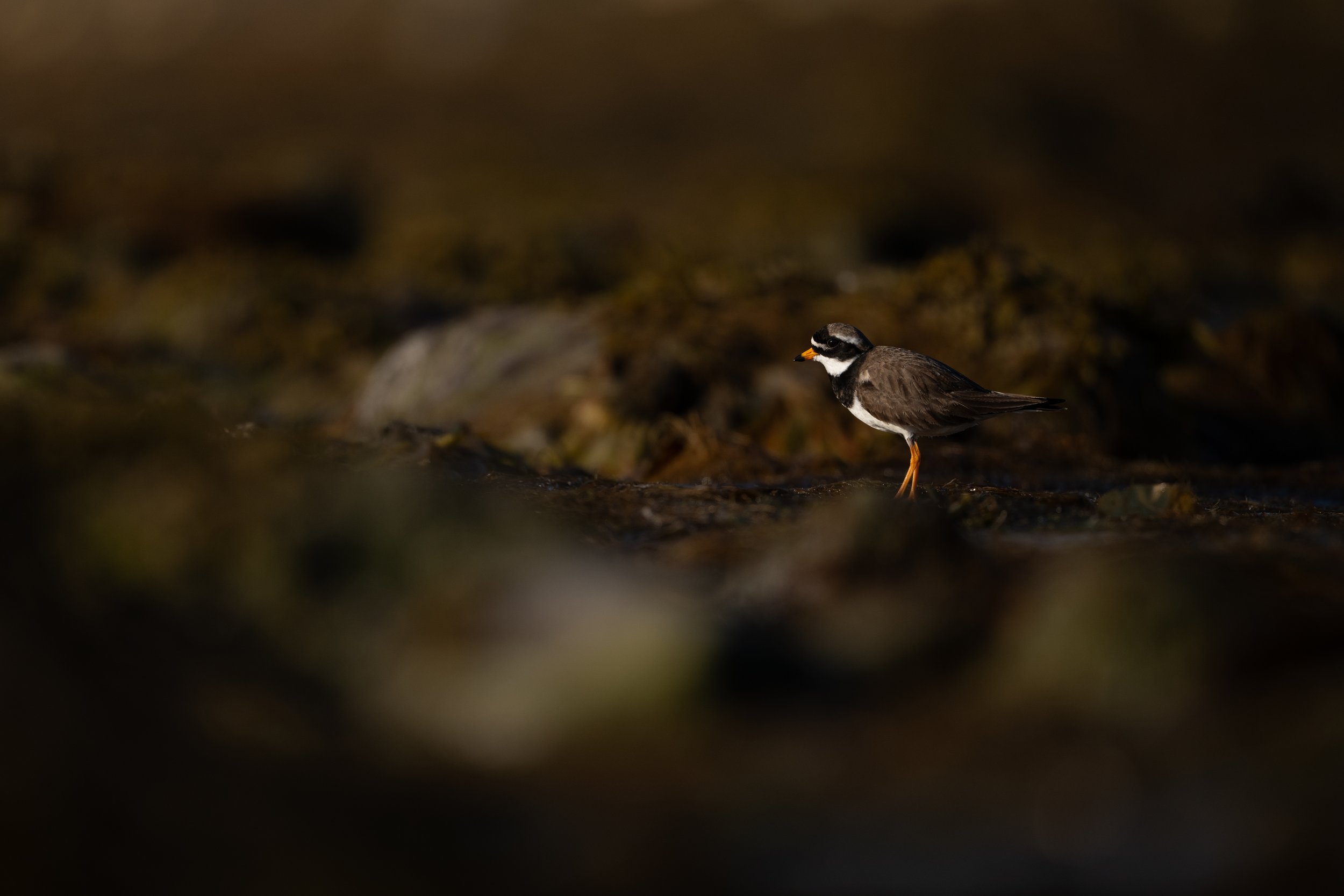 A small bird with black and white markings, orange legs, and an orange beak standing on a dark, blurry surface.