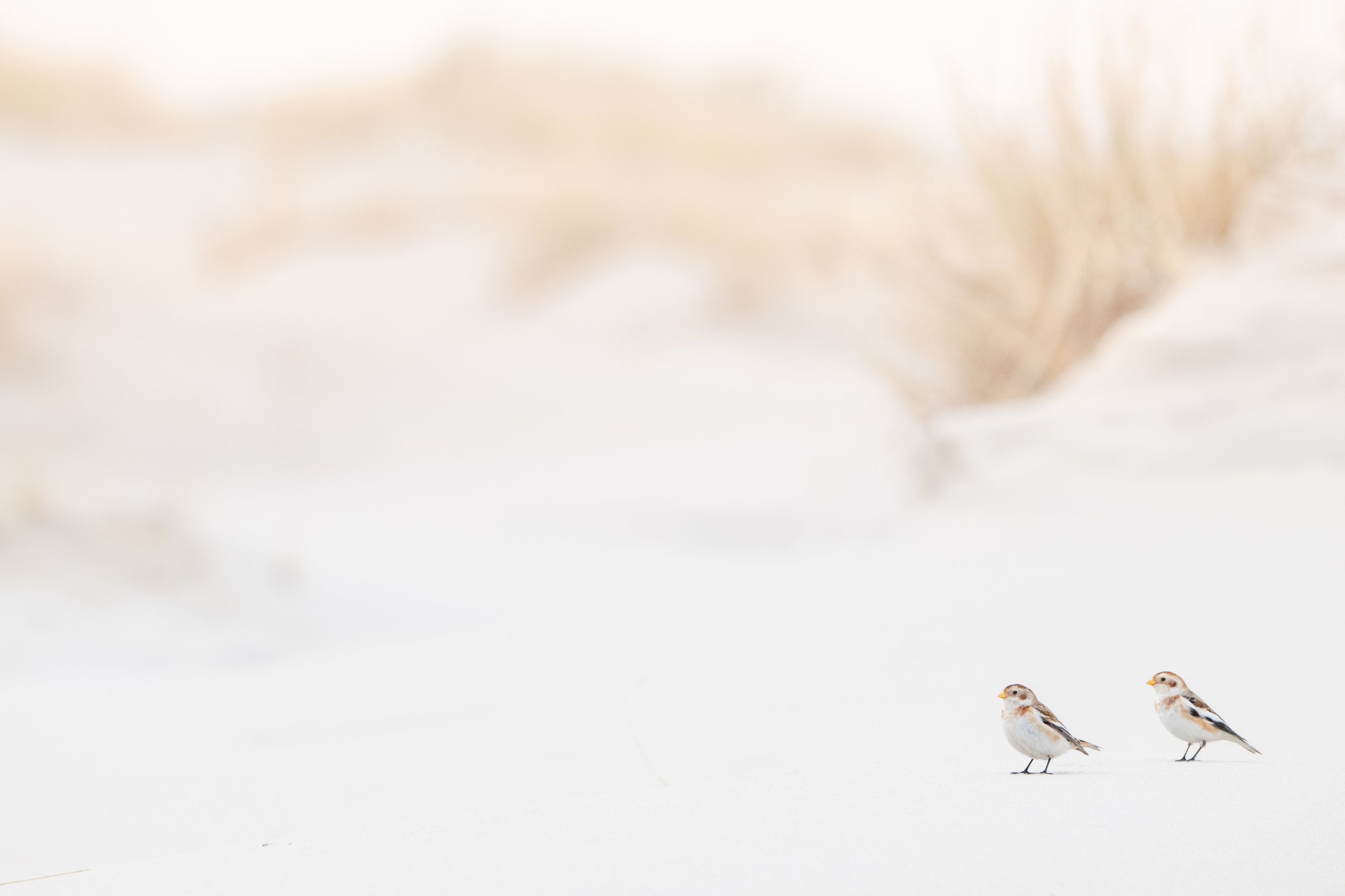 Snow bunting