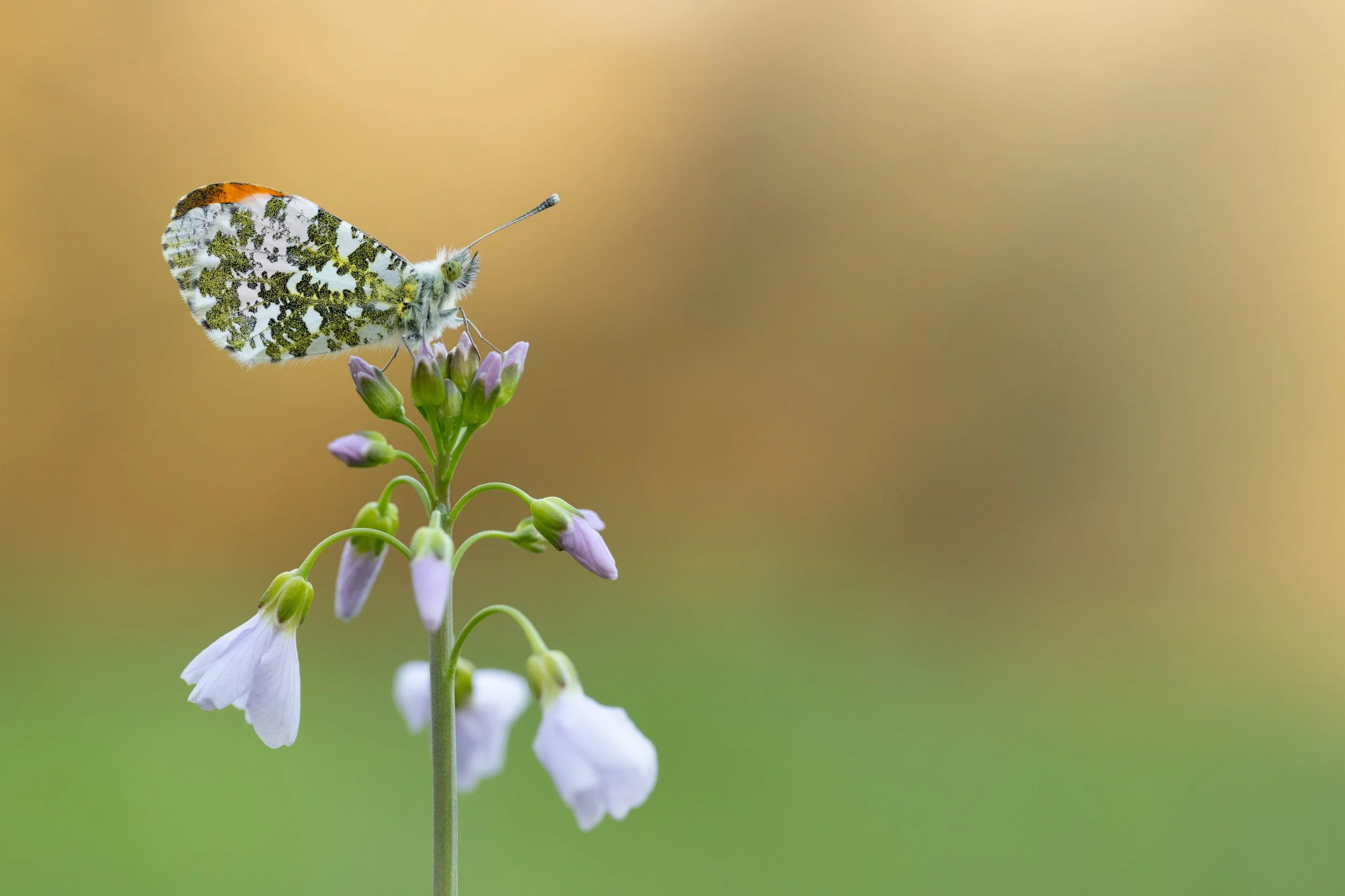 A butterfly with white, black, and orange markings resting on a cluster of small, pale purple and white flowers against a blurred yellow and green background.