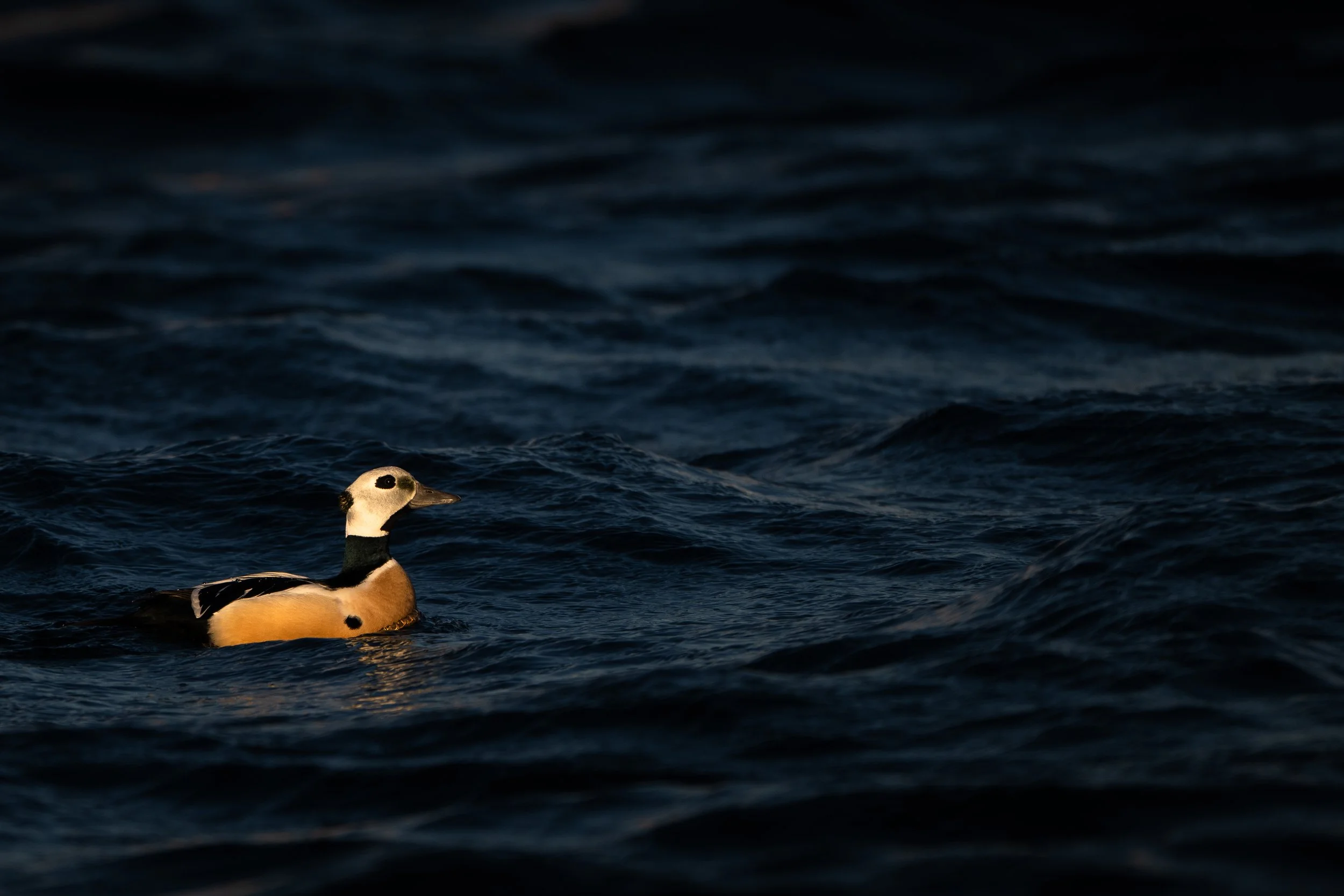 Steller's eider