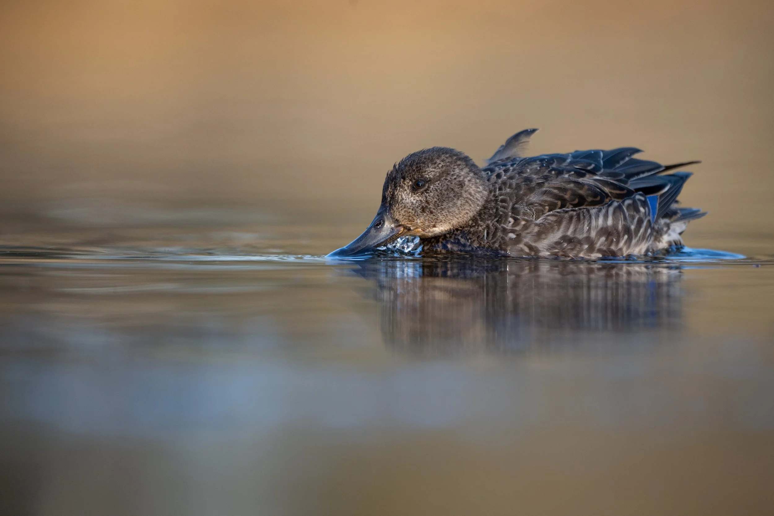 Eurasian teal