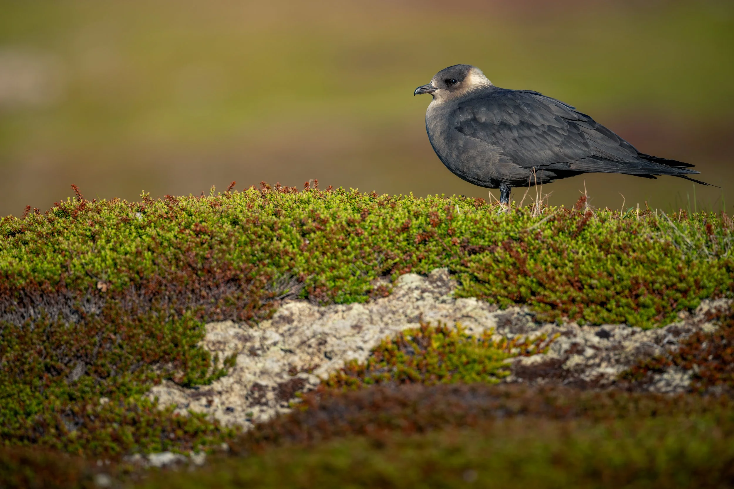 A black and gray bird standing on a patch of green moss and small plants, with a blurred green and brown background.