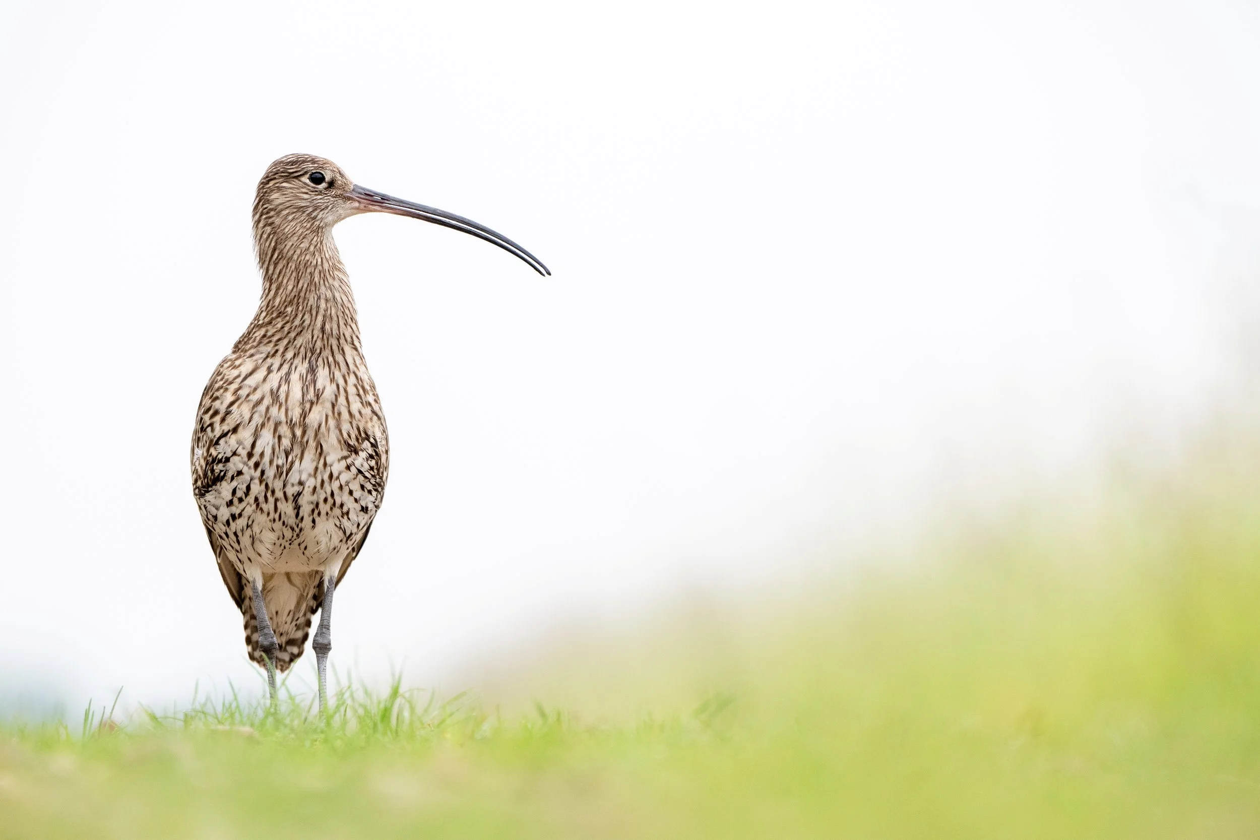 Eurasian curlew