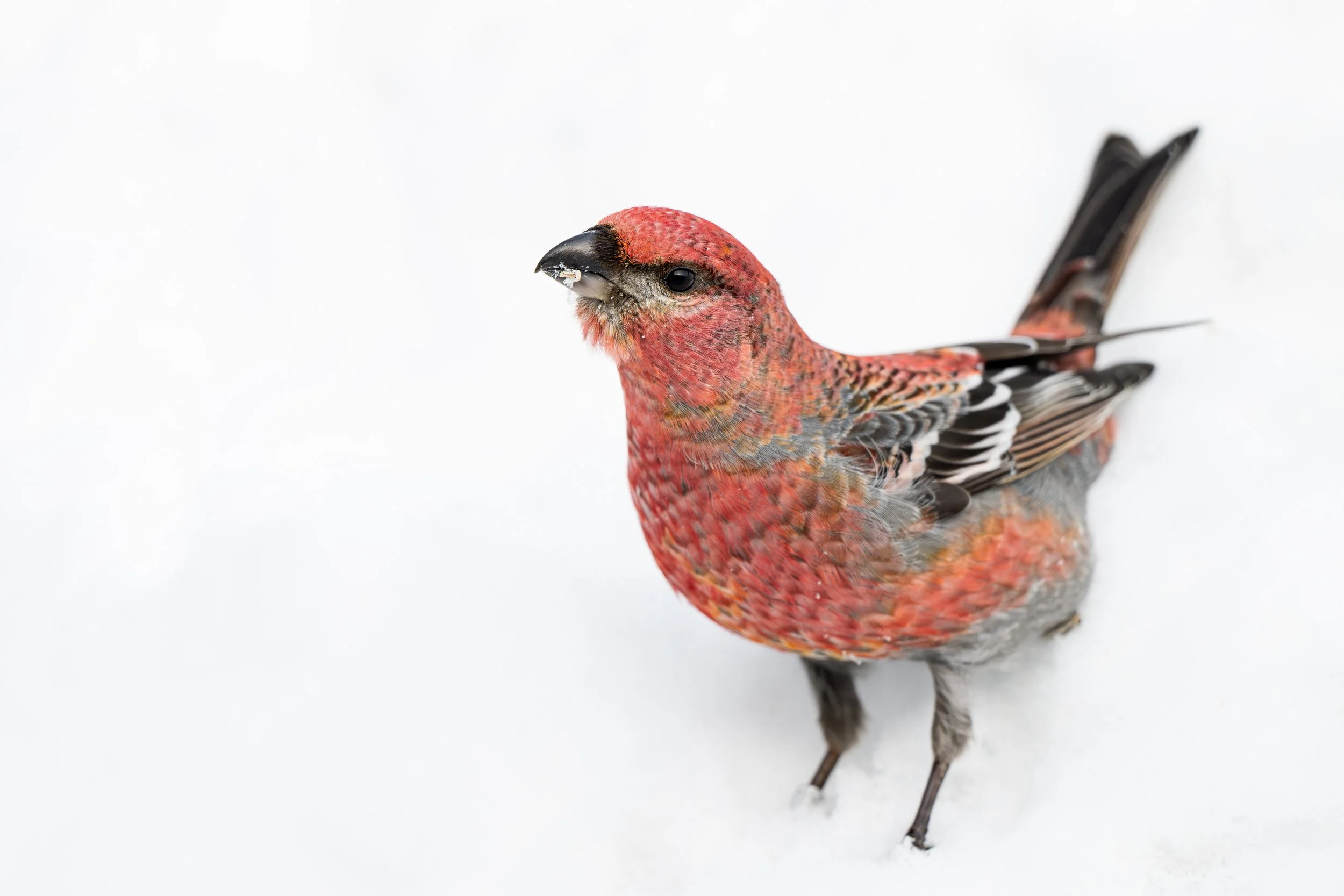 A colorful bird with red, black, and white feathers standing on white snow.