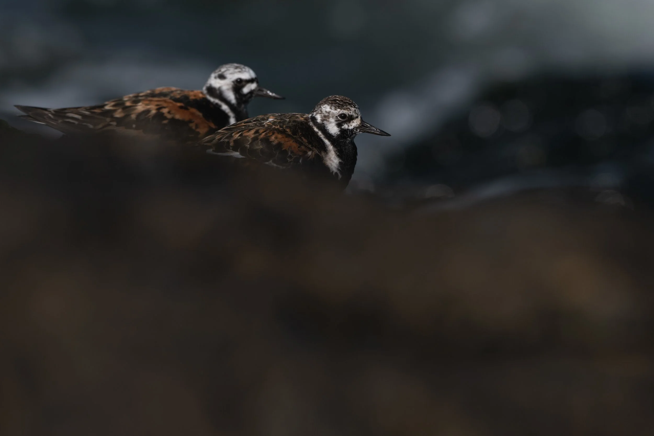 Ruddy turnstone