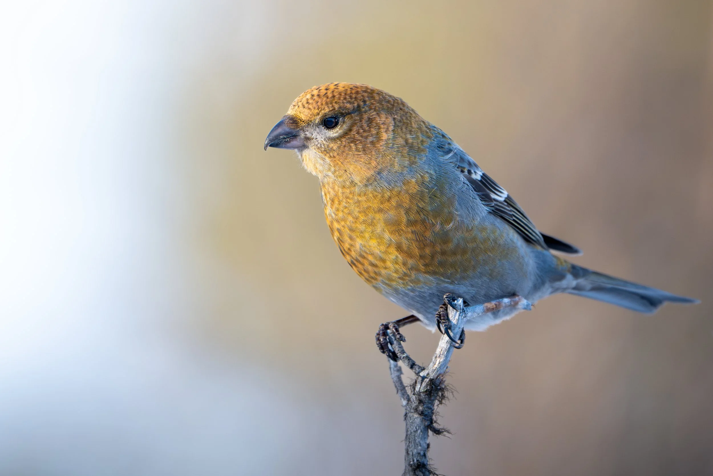 Close-up of a small bird with brown and blue feathers, perched on a thin branch against a blurred neutral background.