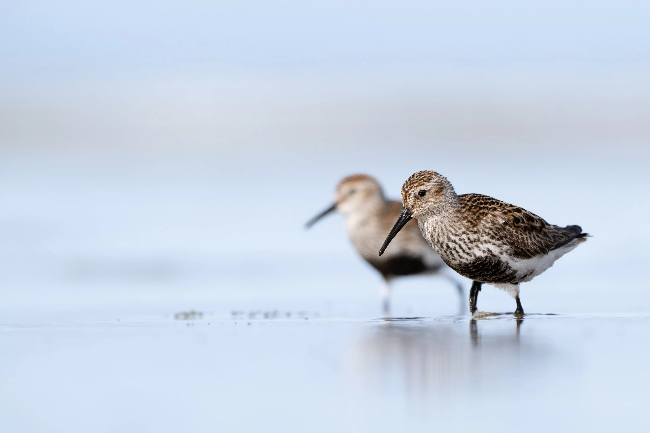 Dunlin