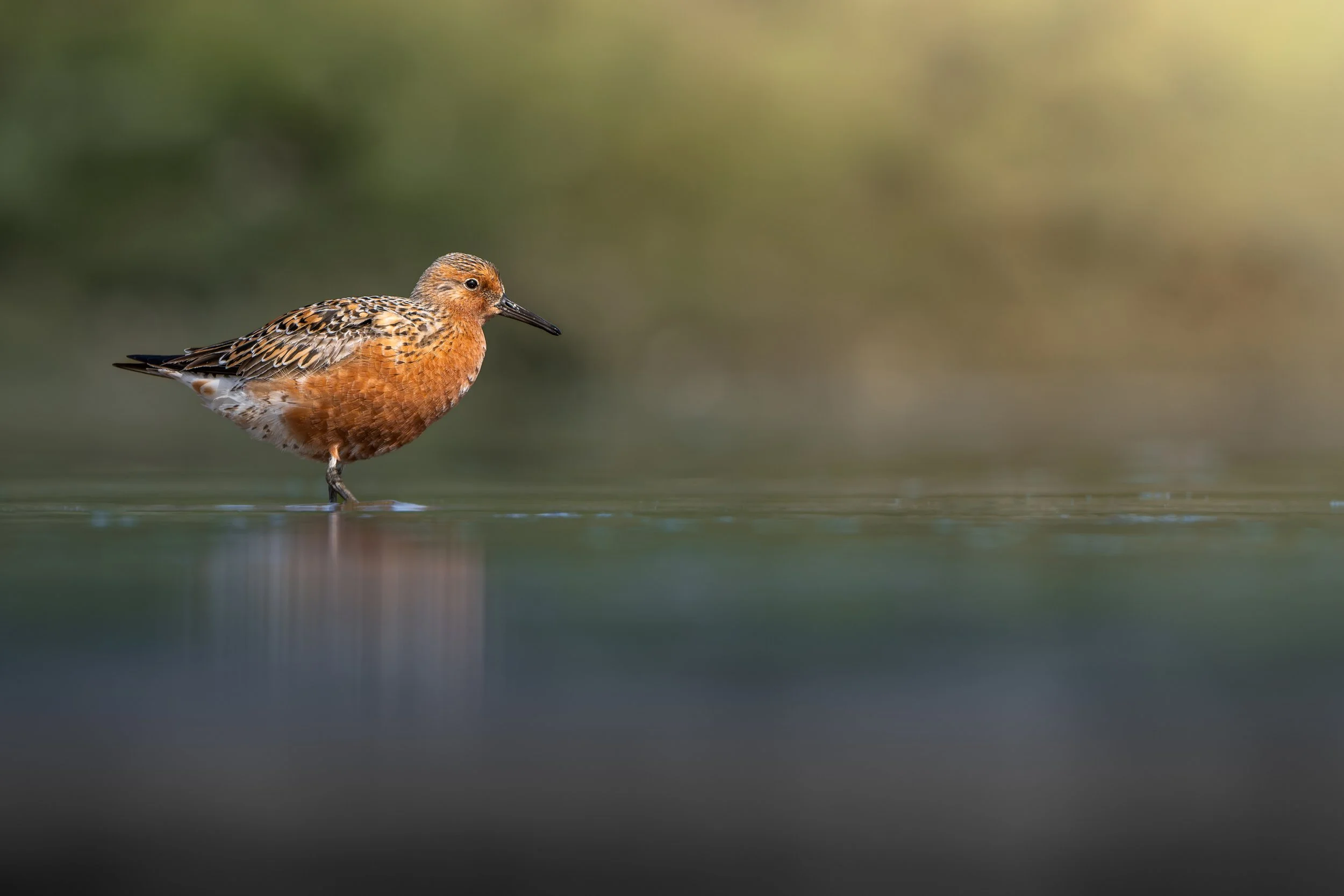 Red knot