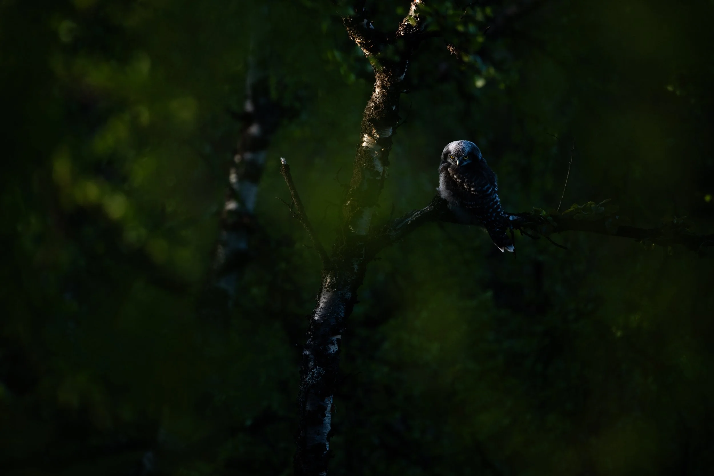 A dark scene in a forest showing a small owl perched on a branch with a background of green leaves. The owl is facing the camera with yellow eyes visible.