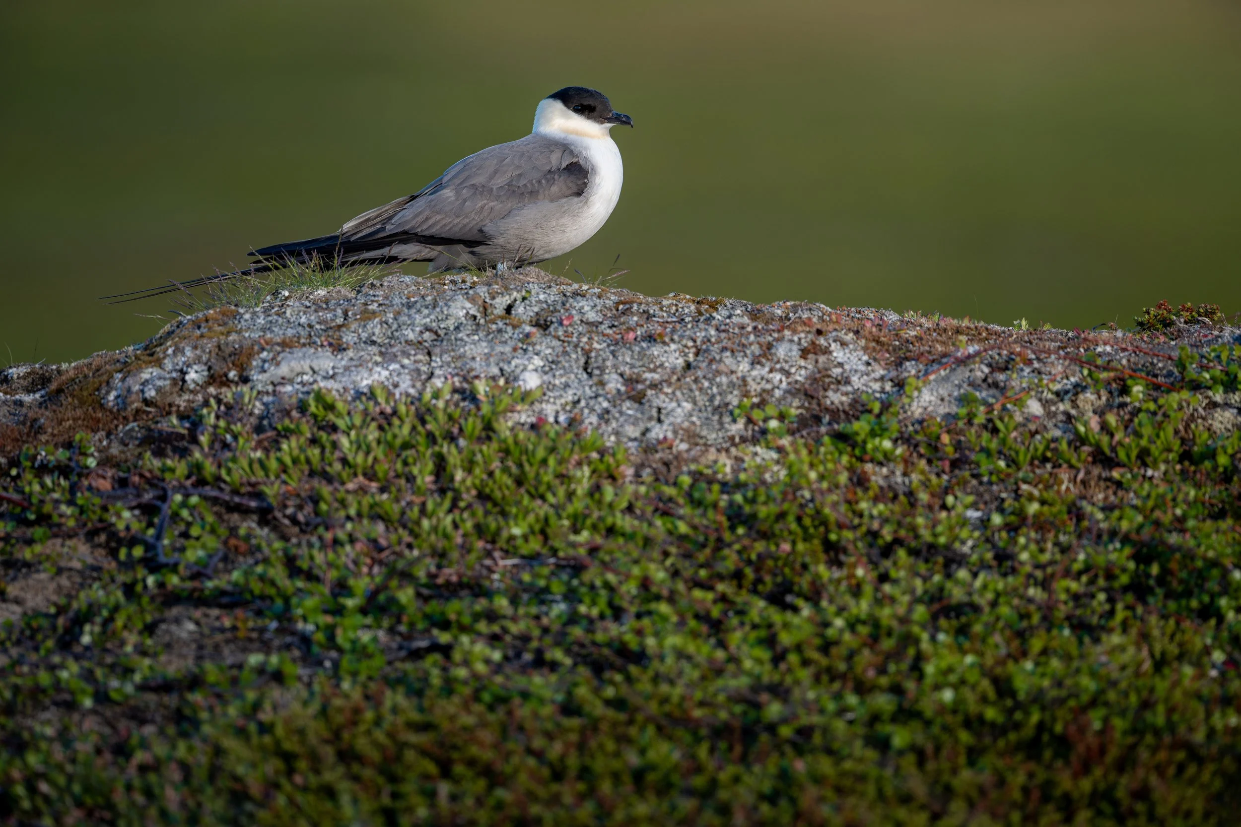 A bird with a black head, white cheeks, and gray body standing on a rocky patch with green plants, against a blurred green background.