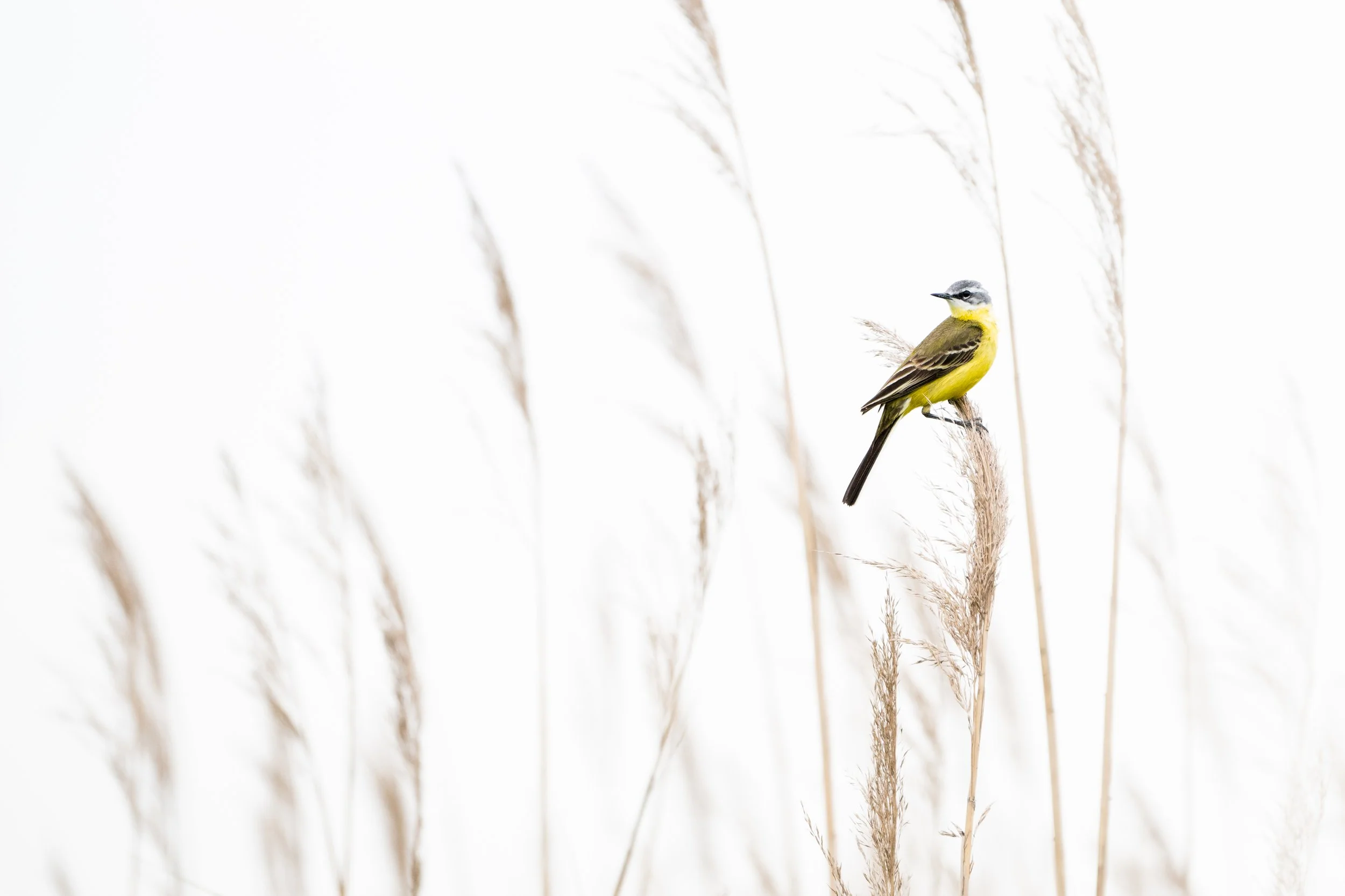 Western yellow wagtail
