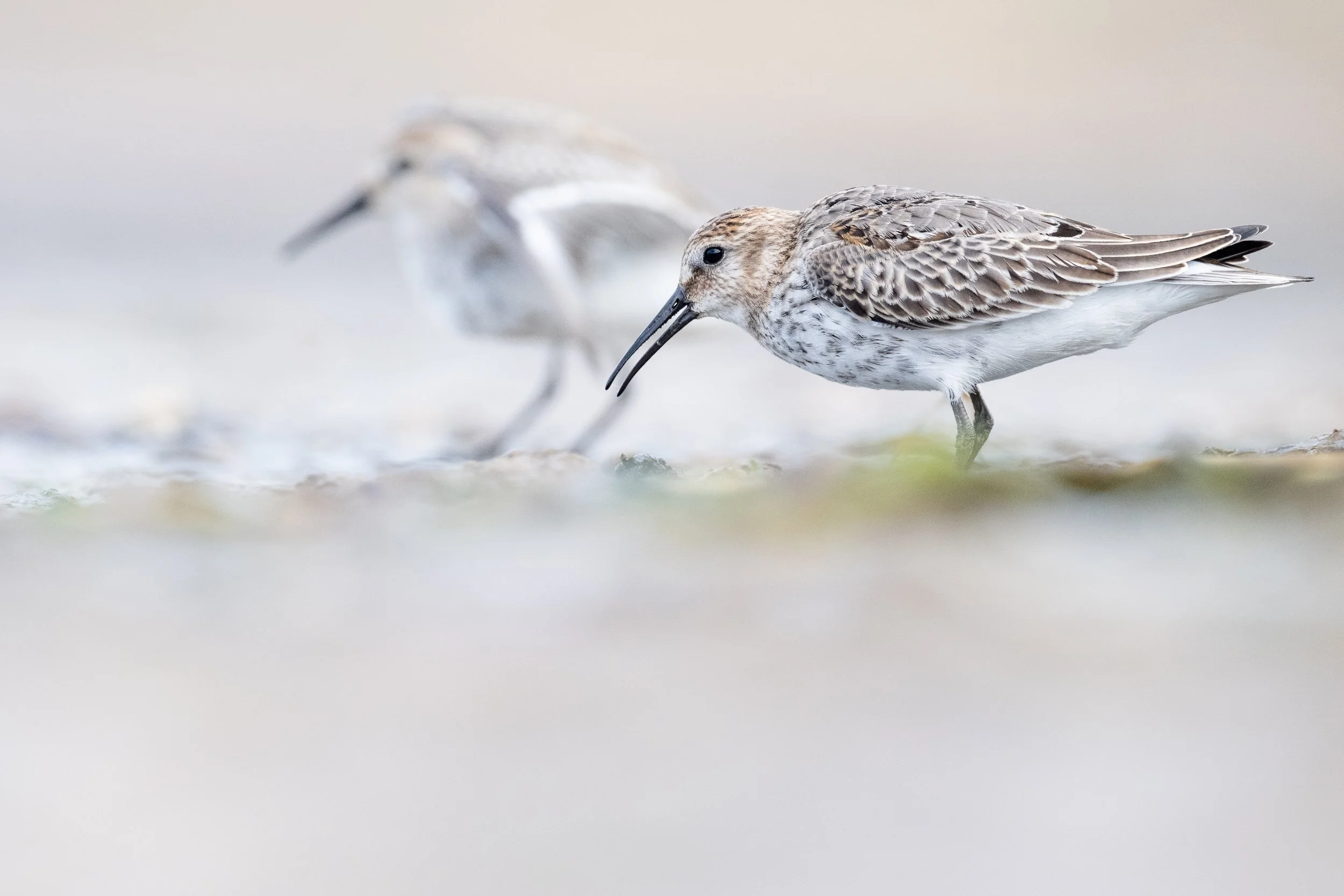 Three shorebirds standing in shallow water, with one in focus and the other two blurred in the background.