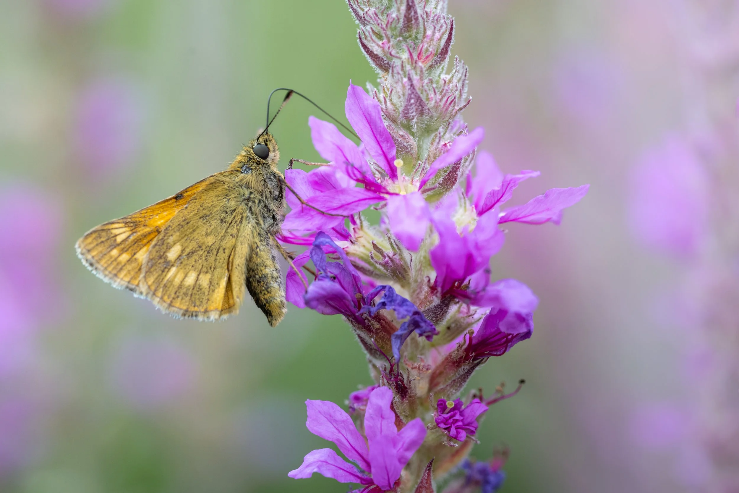 Large skipper | NL