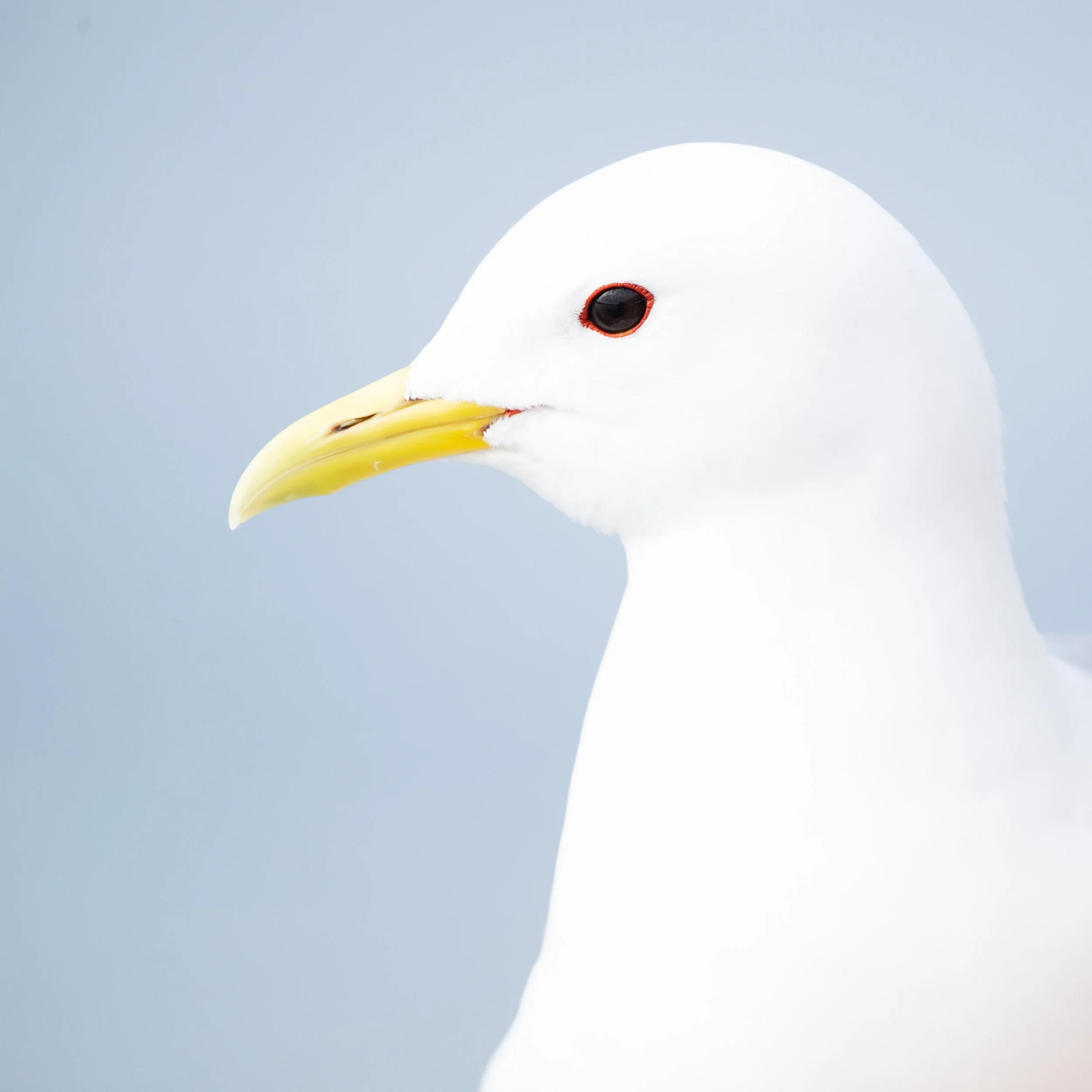 Close-up of a white seagull's head with a bright yellow beak and red ring around its eye, against a light blue sky background.