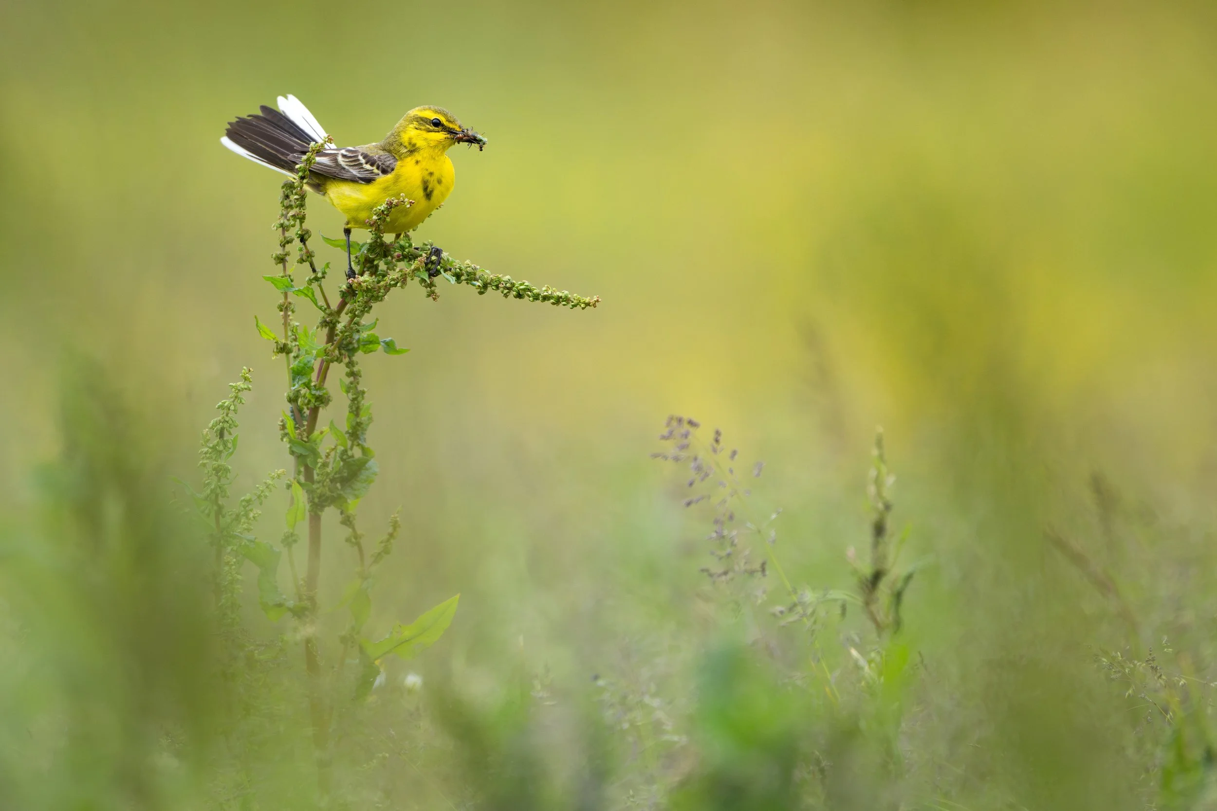 Yellow wagtail