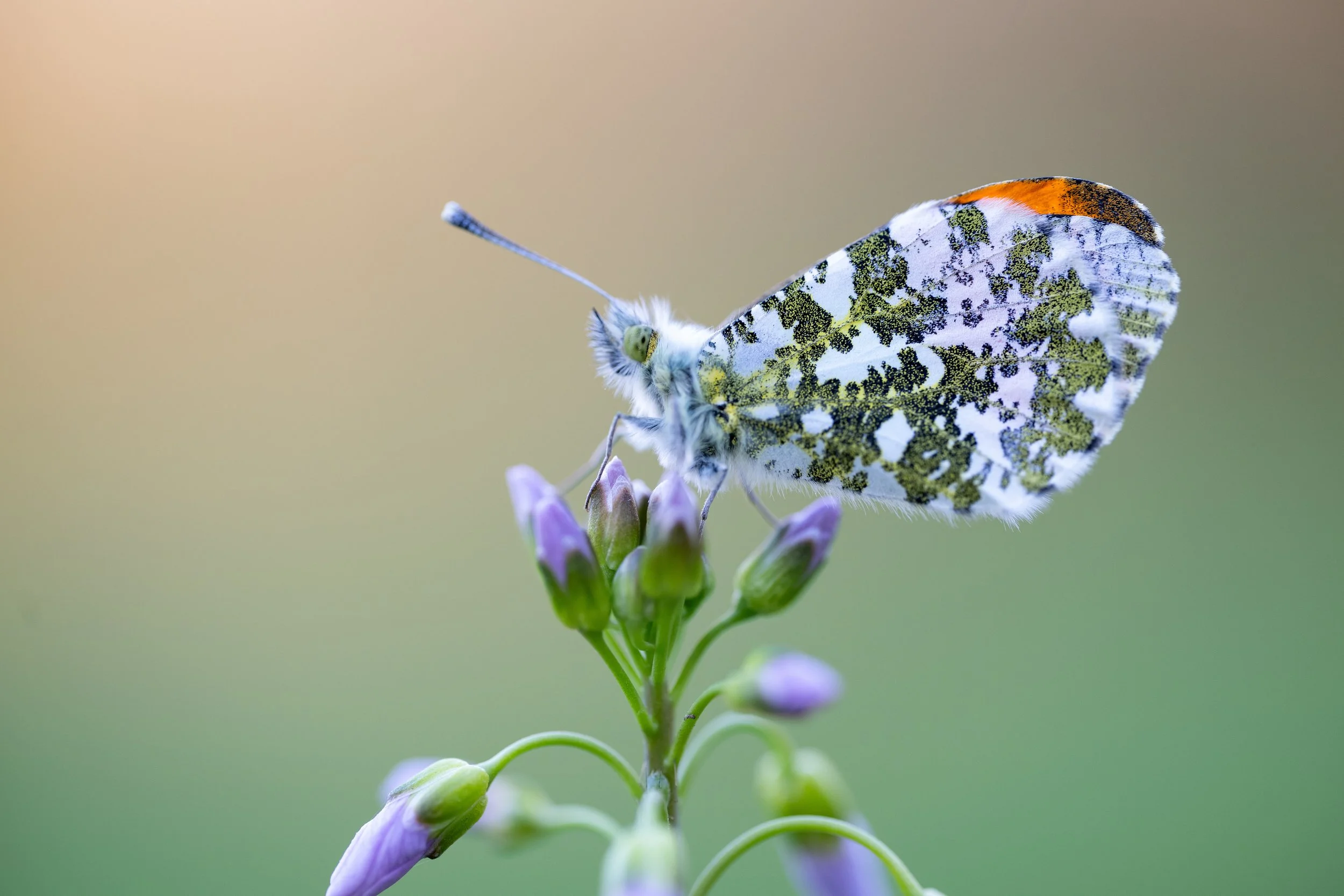Orange tip | NL