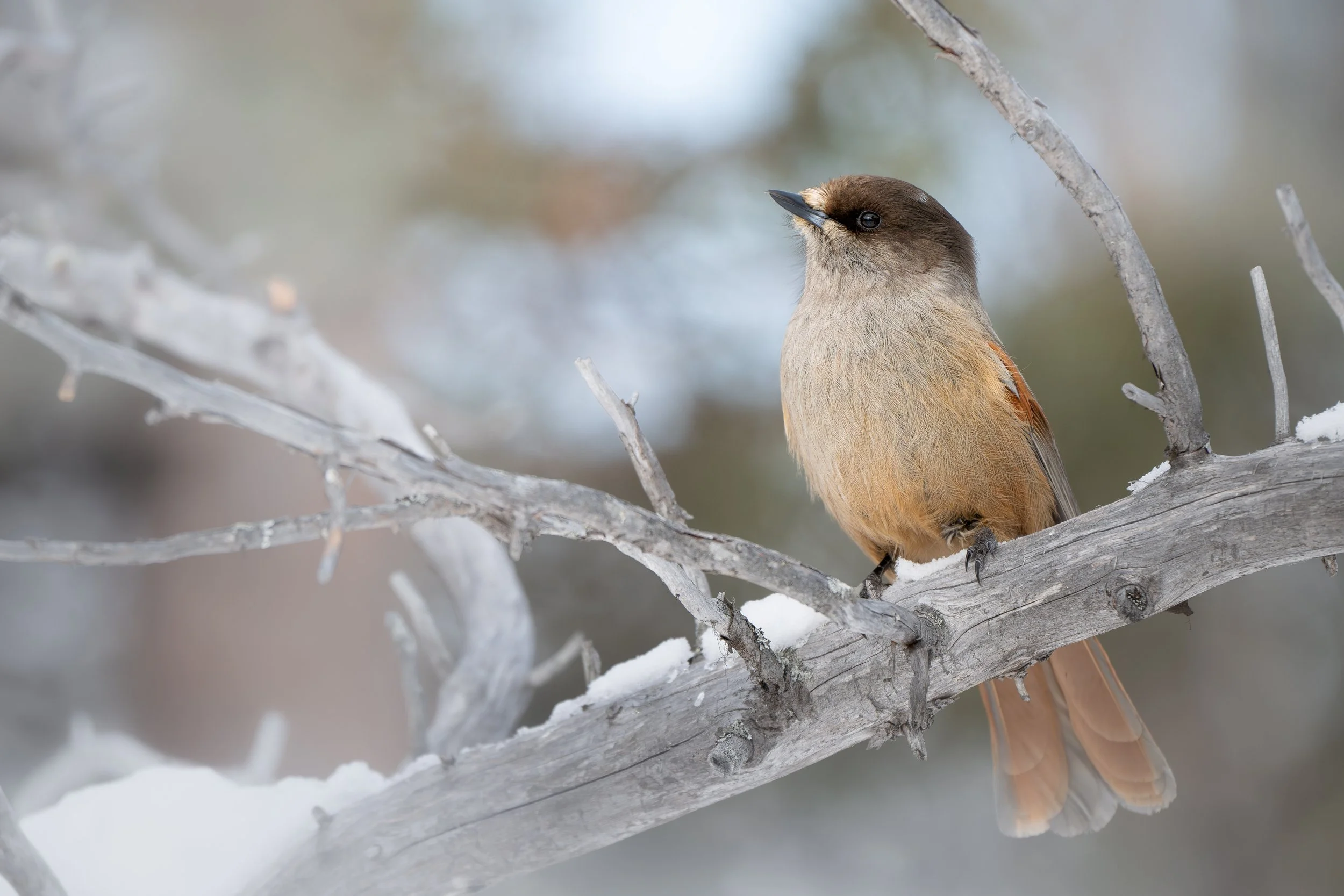 A bird perched on a snow-covered branch in a winter landscape.