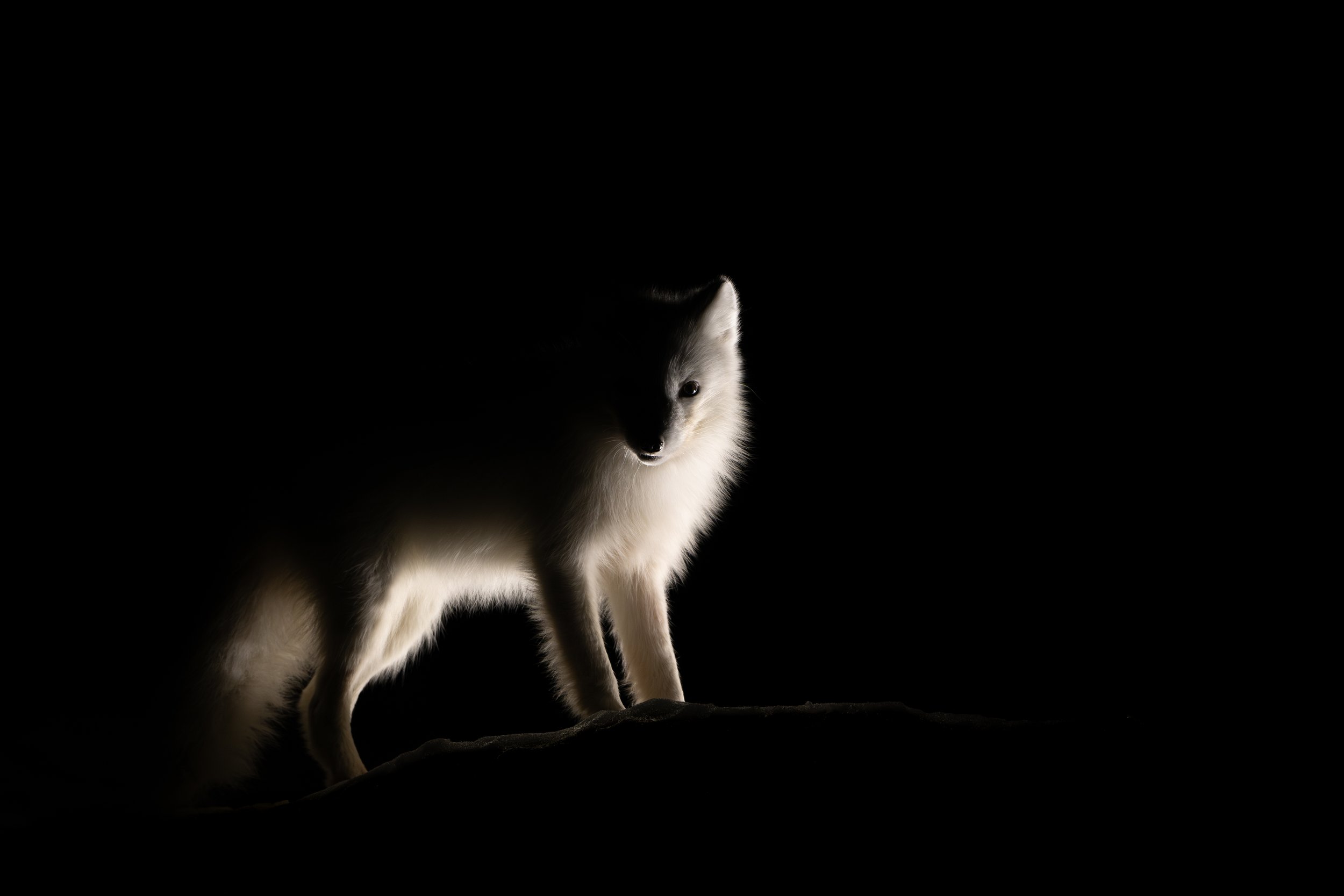 A white and black fox standing on a ledge in a dark environment with light illuminating part of its face and body.