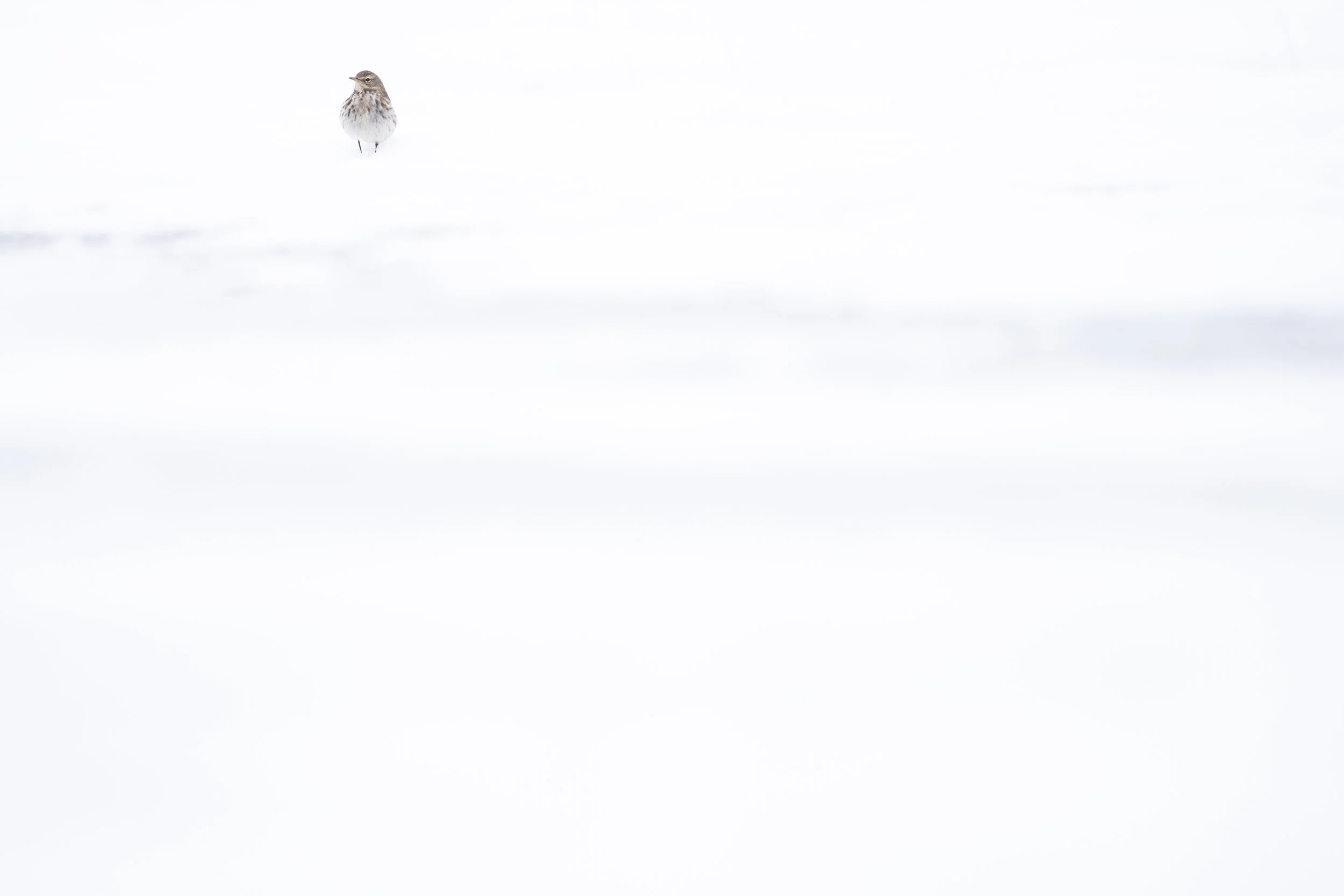 A small bird standing on white snow against a plain white background.