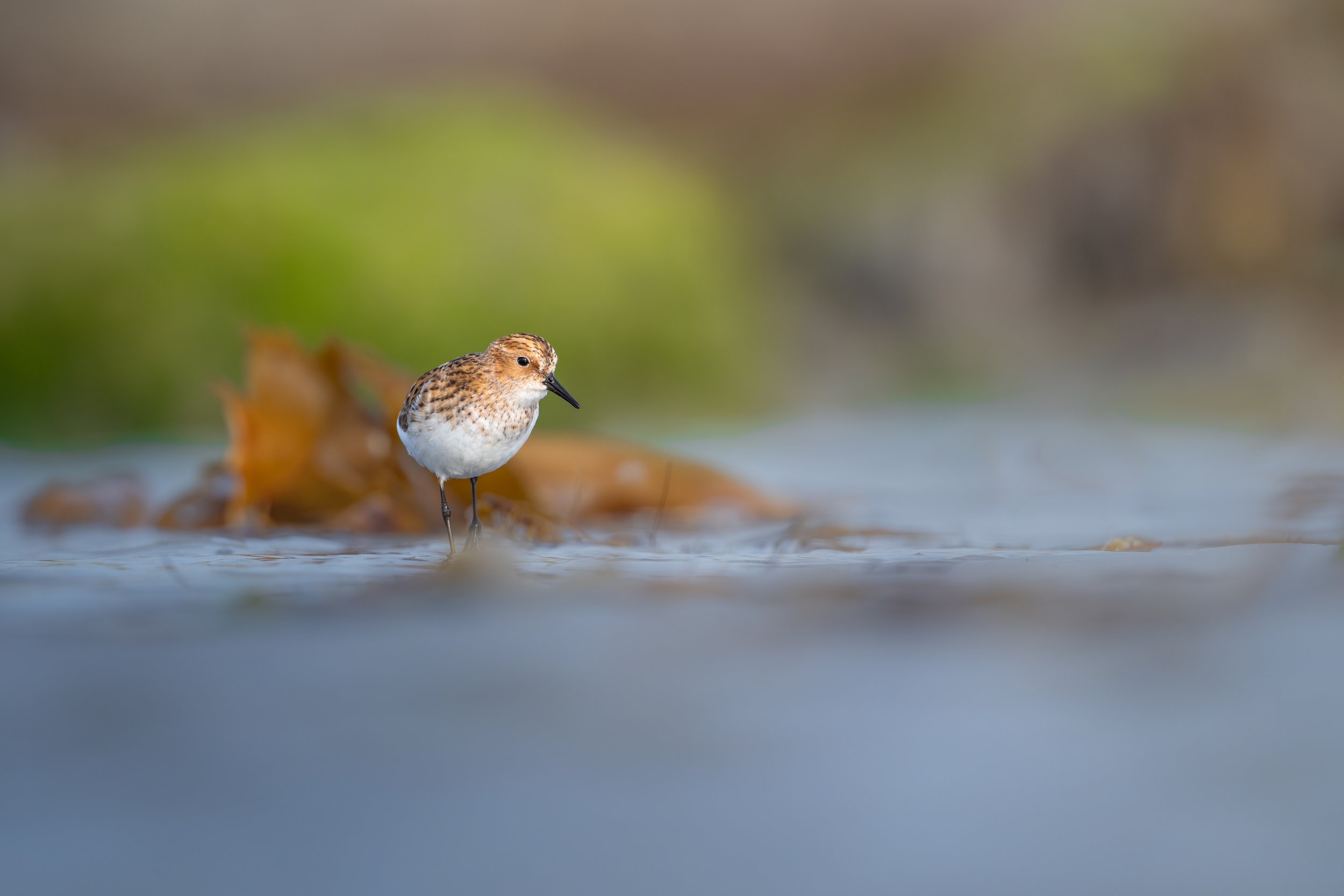 A small bird with brown and white speckled feathers standing on a body of water surrounded by floating leaves, with a blurred natural background.