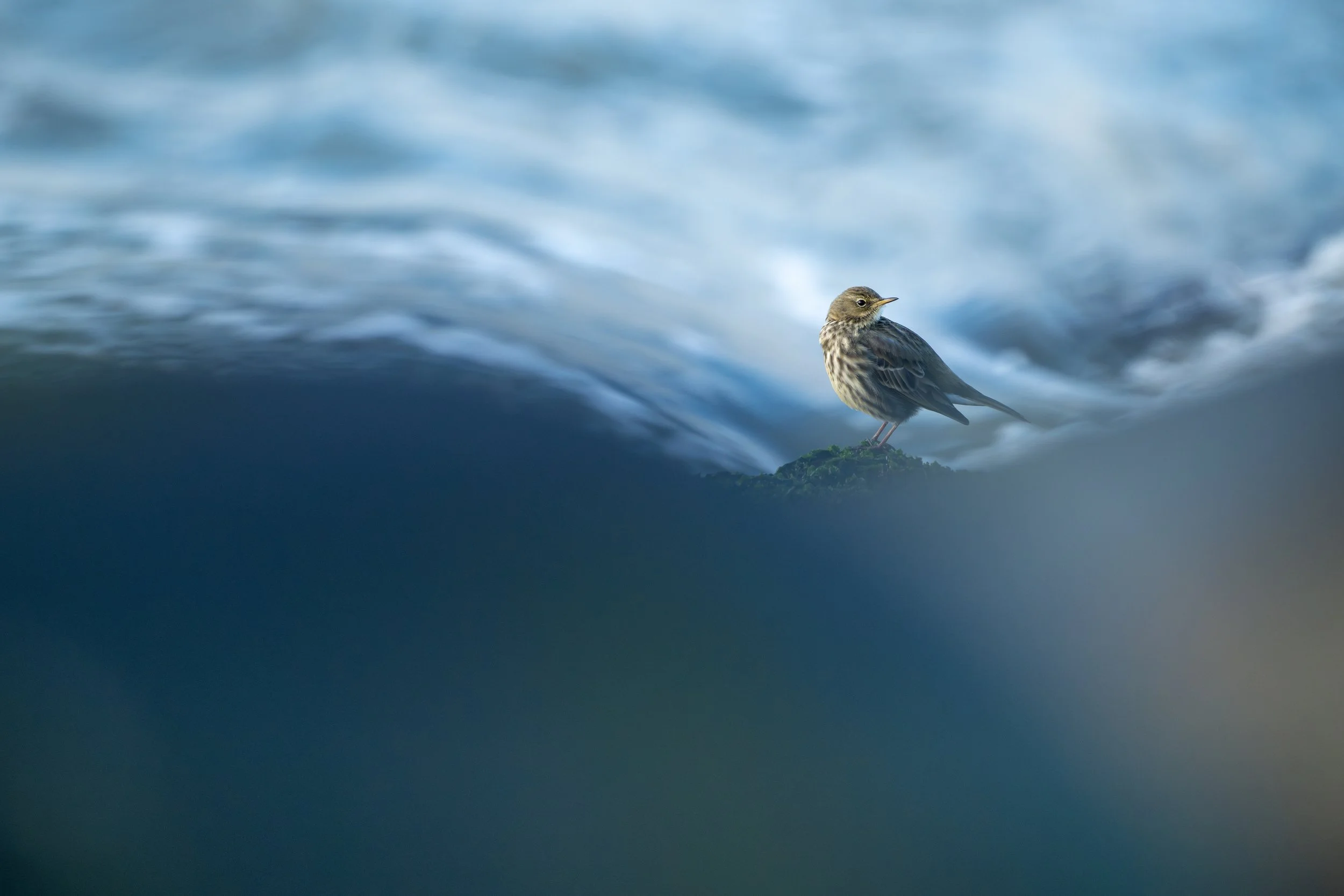 European rock pipit