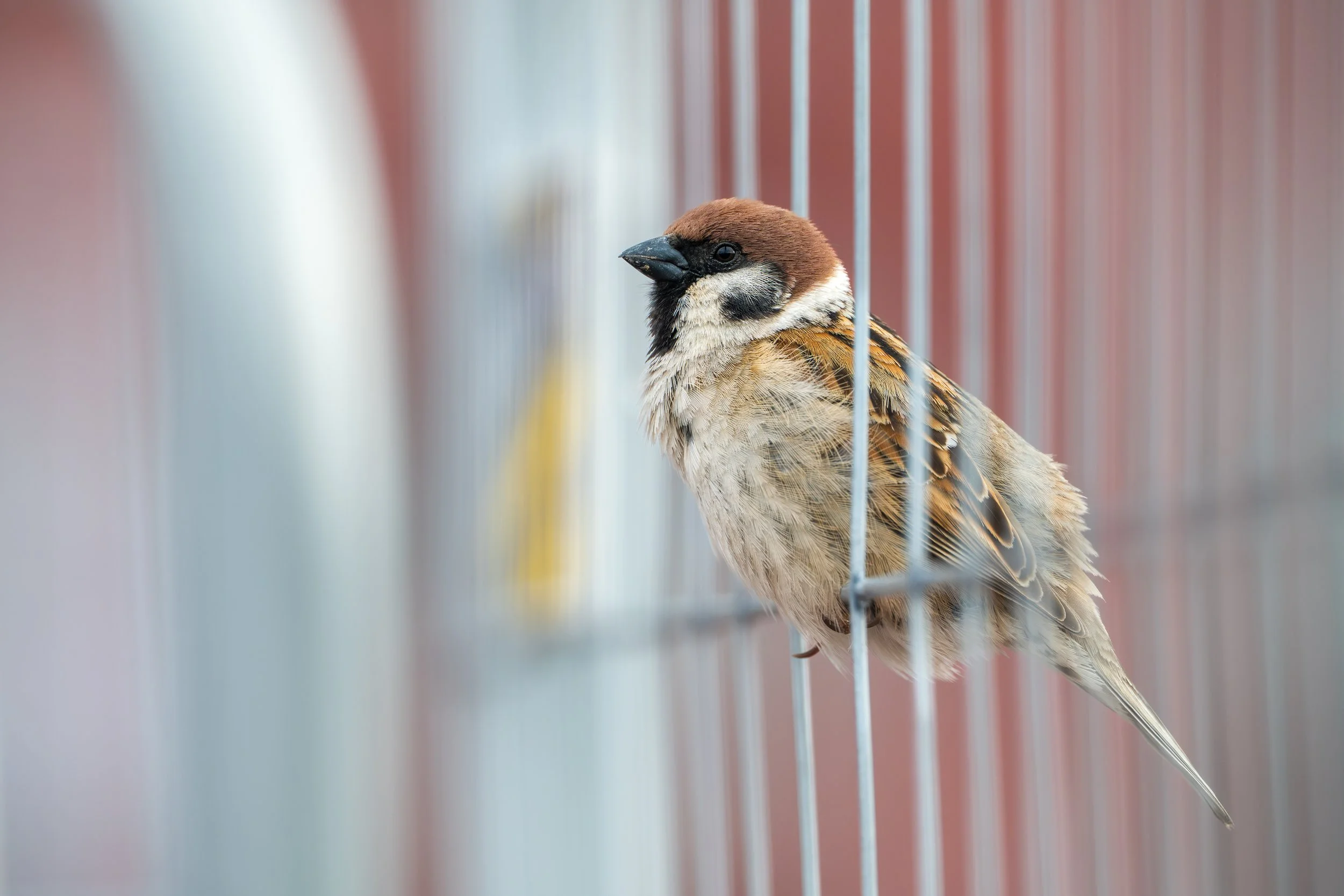 Close-up of a small bird inside a cage with vertical bars, with a reddish-brown head, black beak, and white and brown feathers on body.
