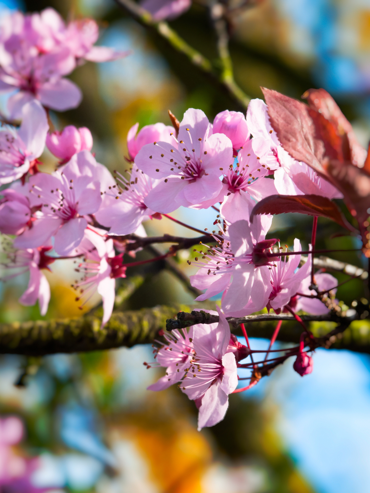 Close-up of pink cherry blossoms on a branch with colorful blurred background.