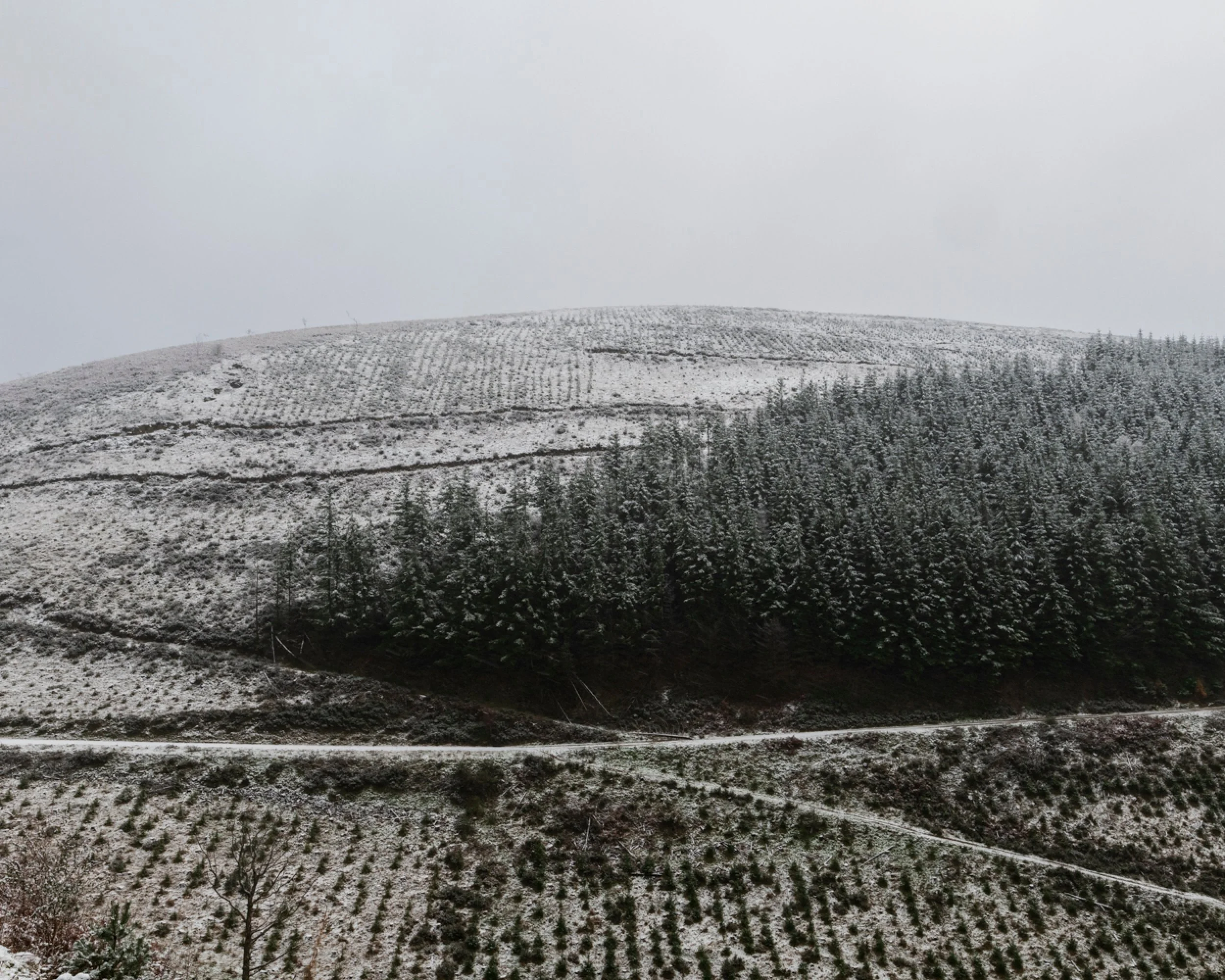 Snow-covered hillside with forest and terraced rows of plants.