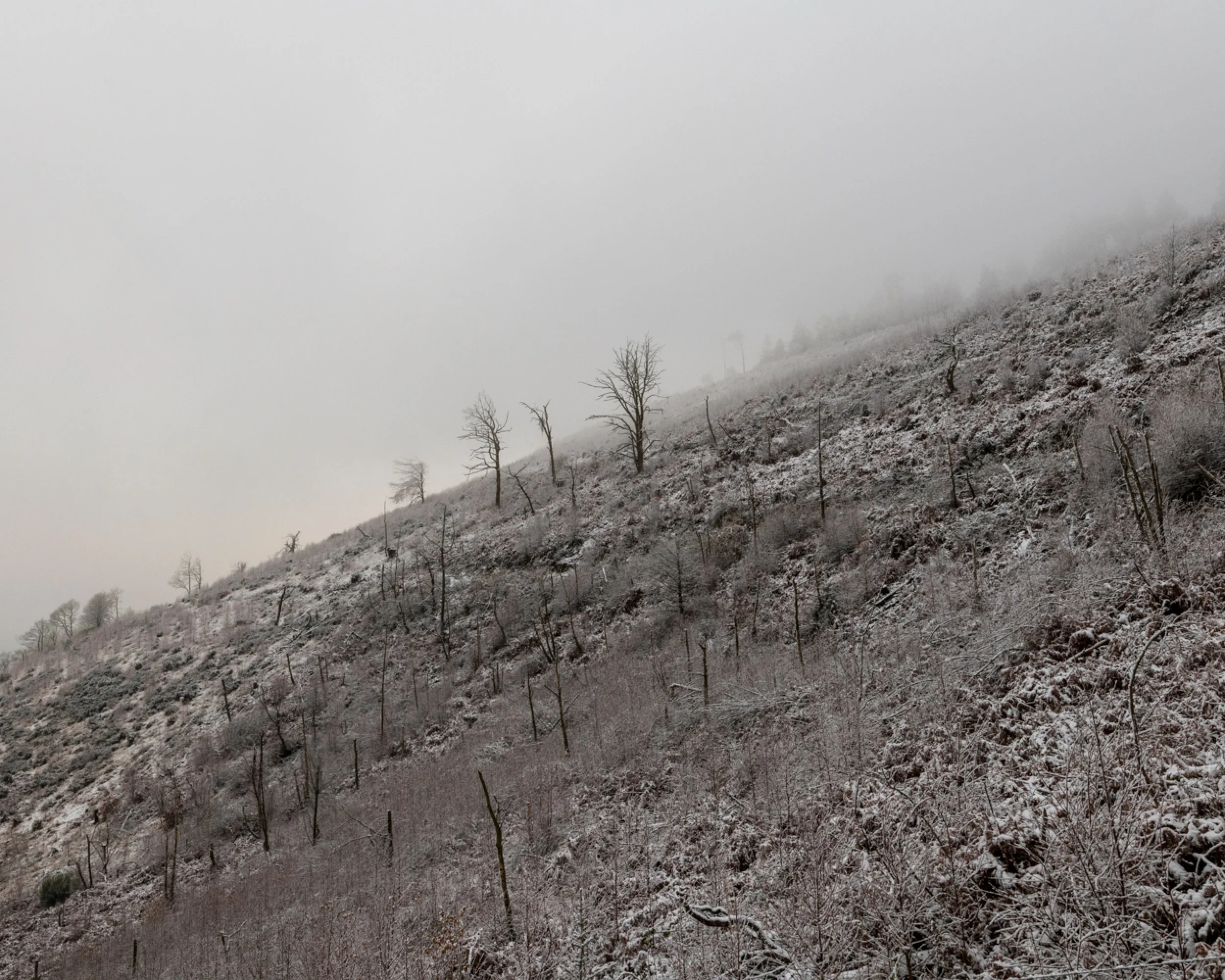 Snow-covered hillside with sparse, leafless trees and foggy sky.