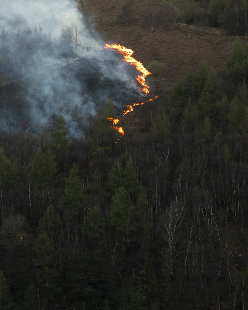 Wildfire burning on a hillside with smoke and flames among trees.