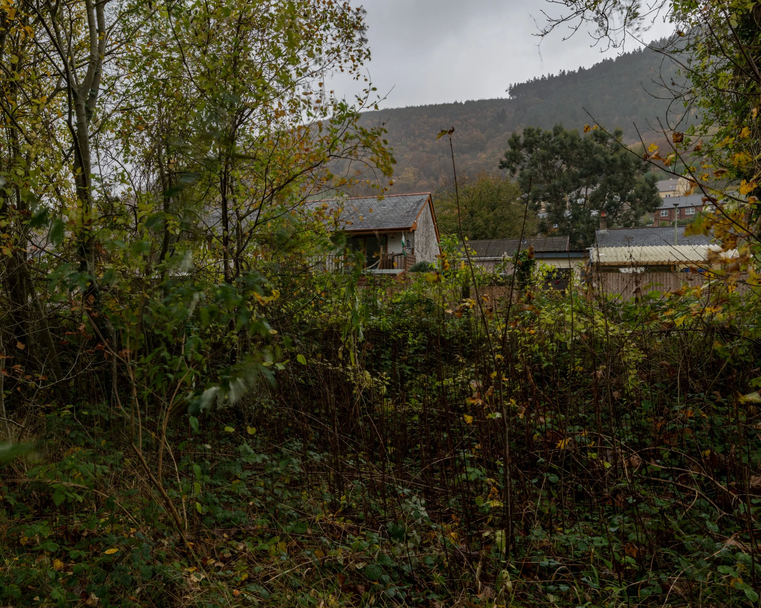 Overgrown yard with bushes and trees in the foreground, houses and a mountain in the background, overcast sky.