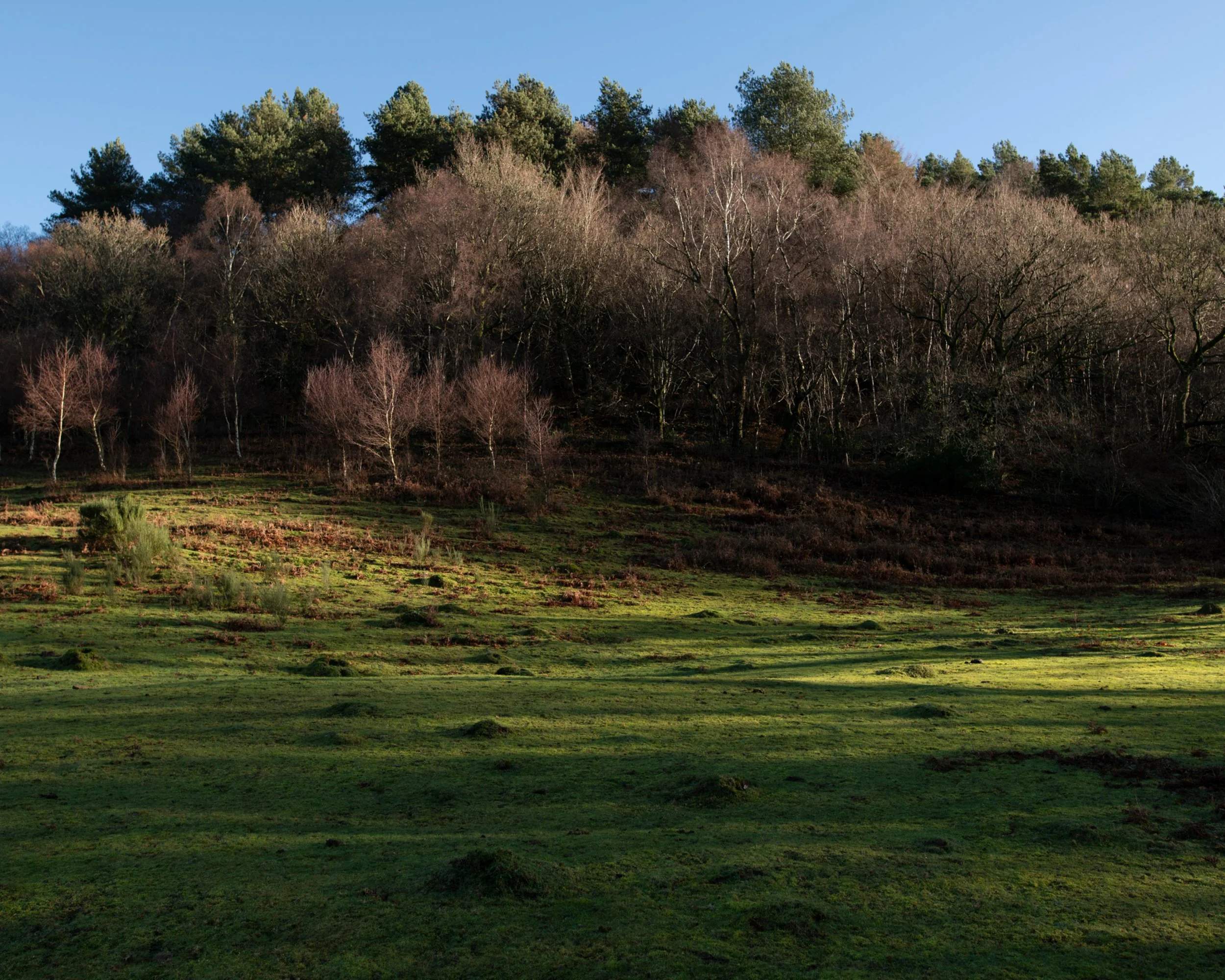 A hillside with a mix of trees, some bare and some evergreen, under a clear blue sky. The foreground is covered with green grass patches.